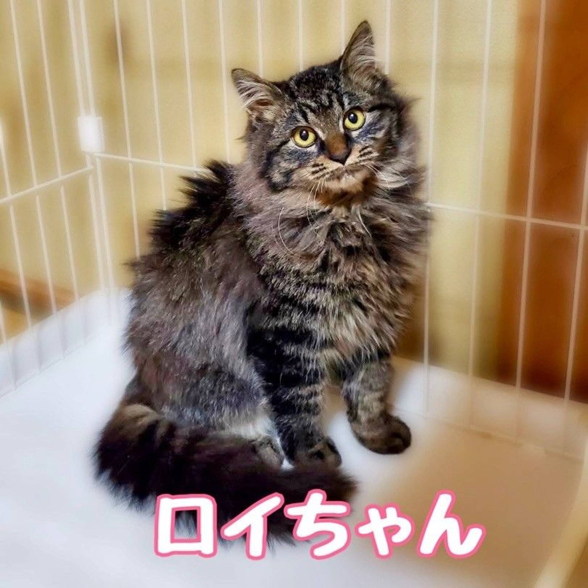 雑種（ミックス猫）・メスの里親募集の写真