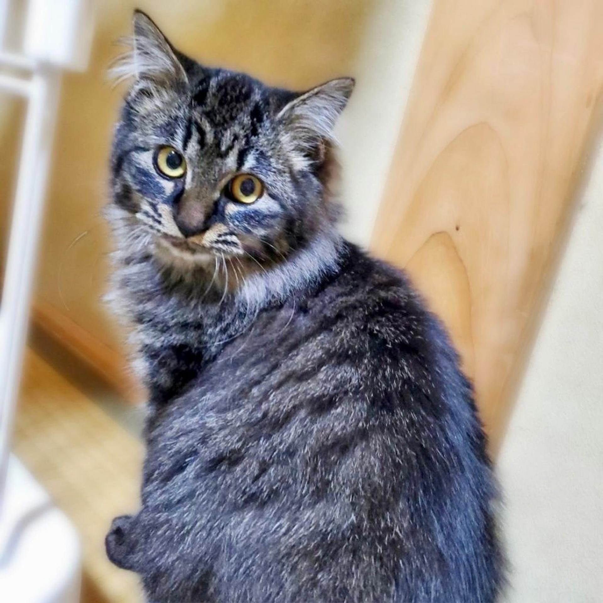 pet-image-2