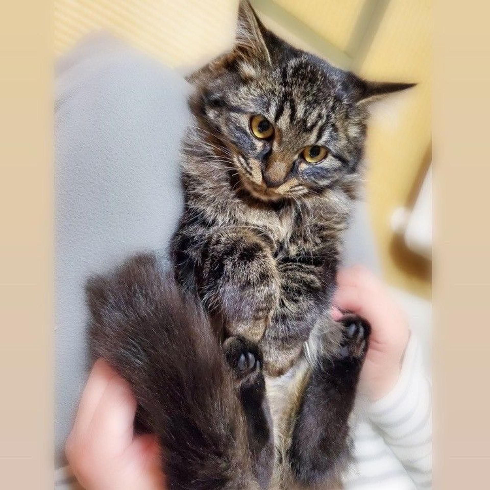 pet-image-3