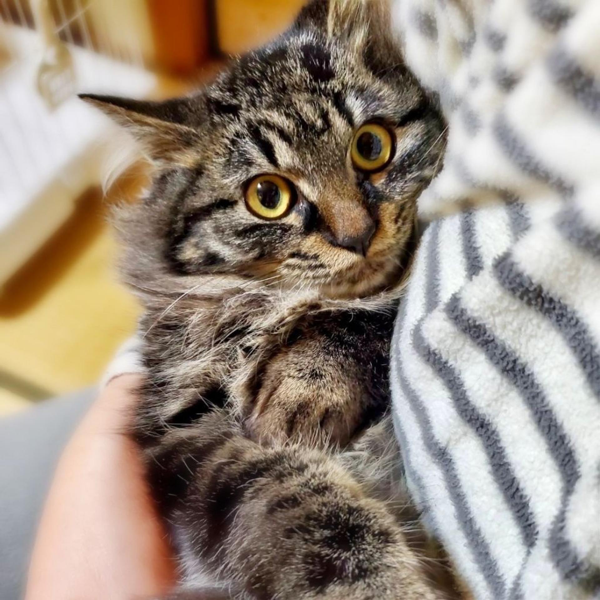 pet-image-4