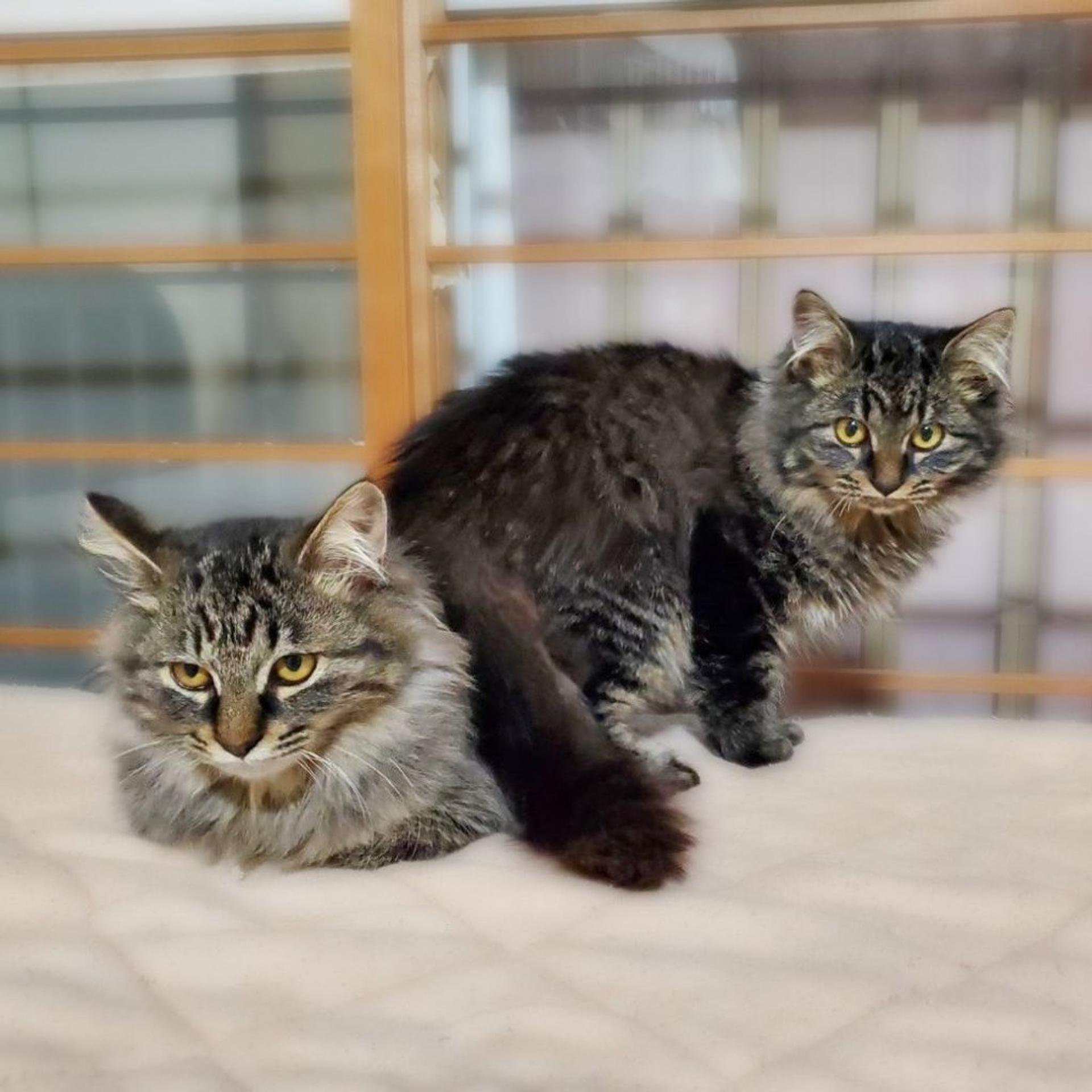pet-image-5