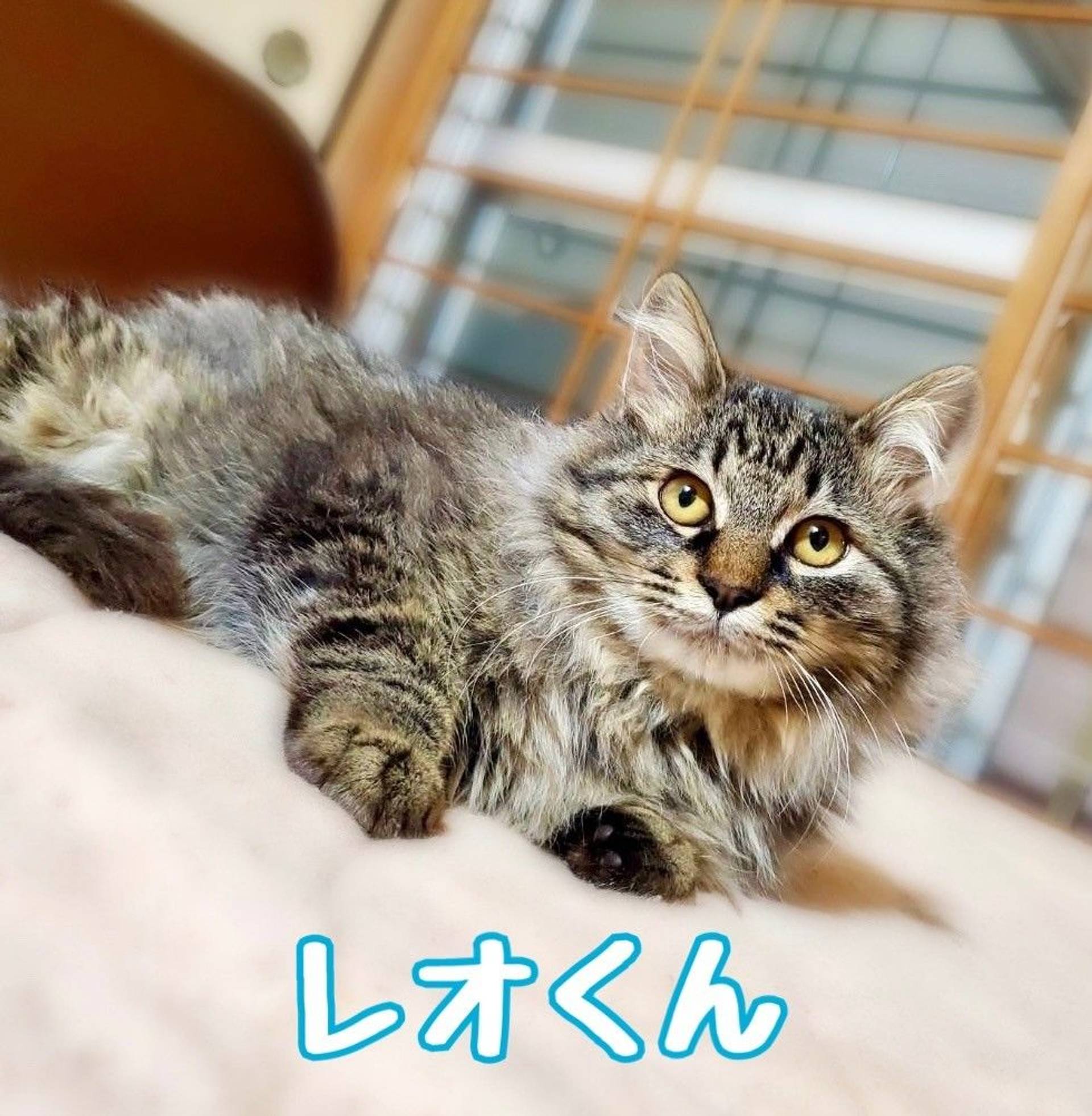 雑種（ミックス猫）・オスの里親募集の写真