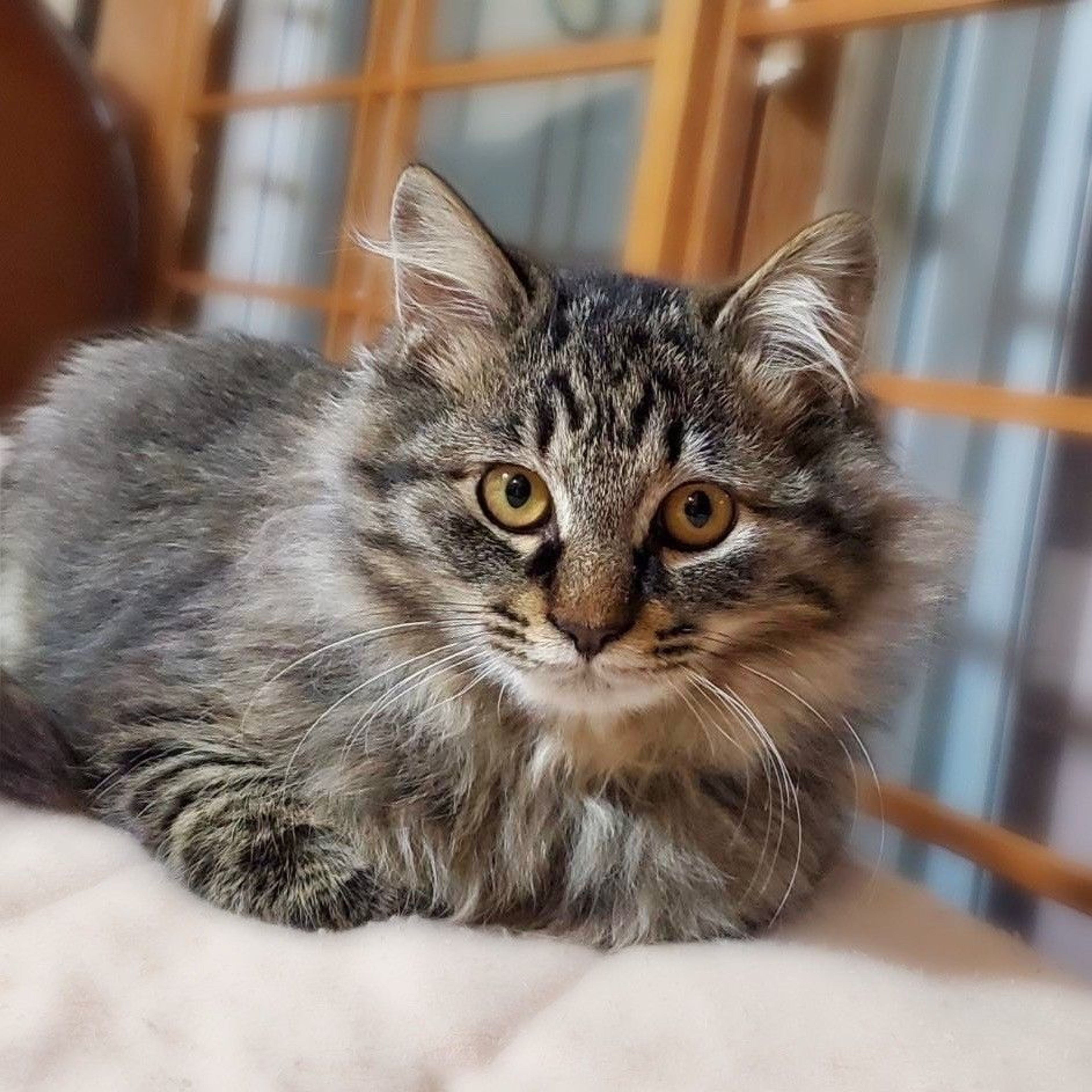 pet-image-2