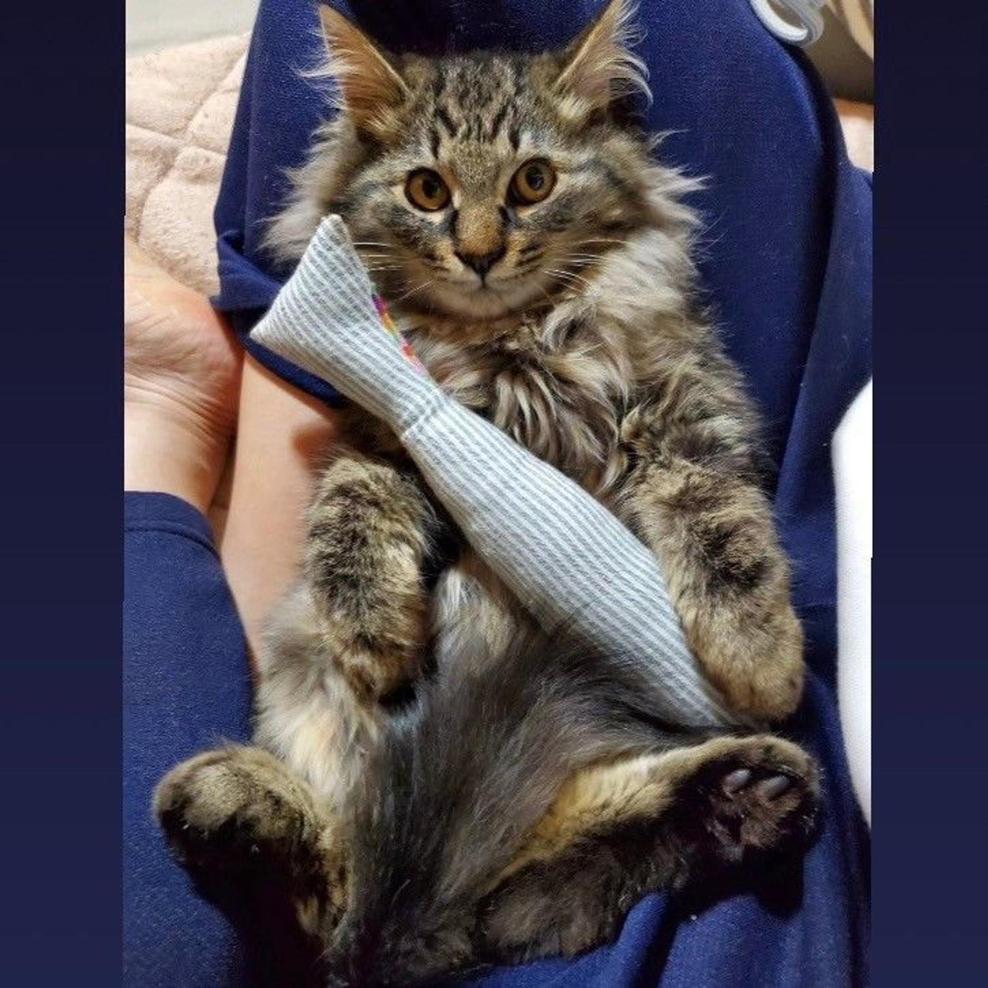pet-image-3