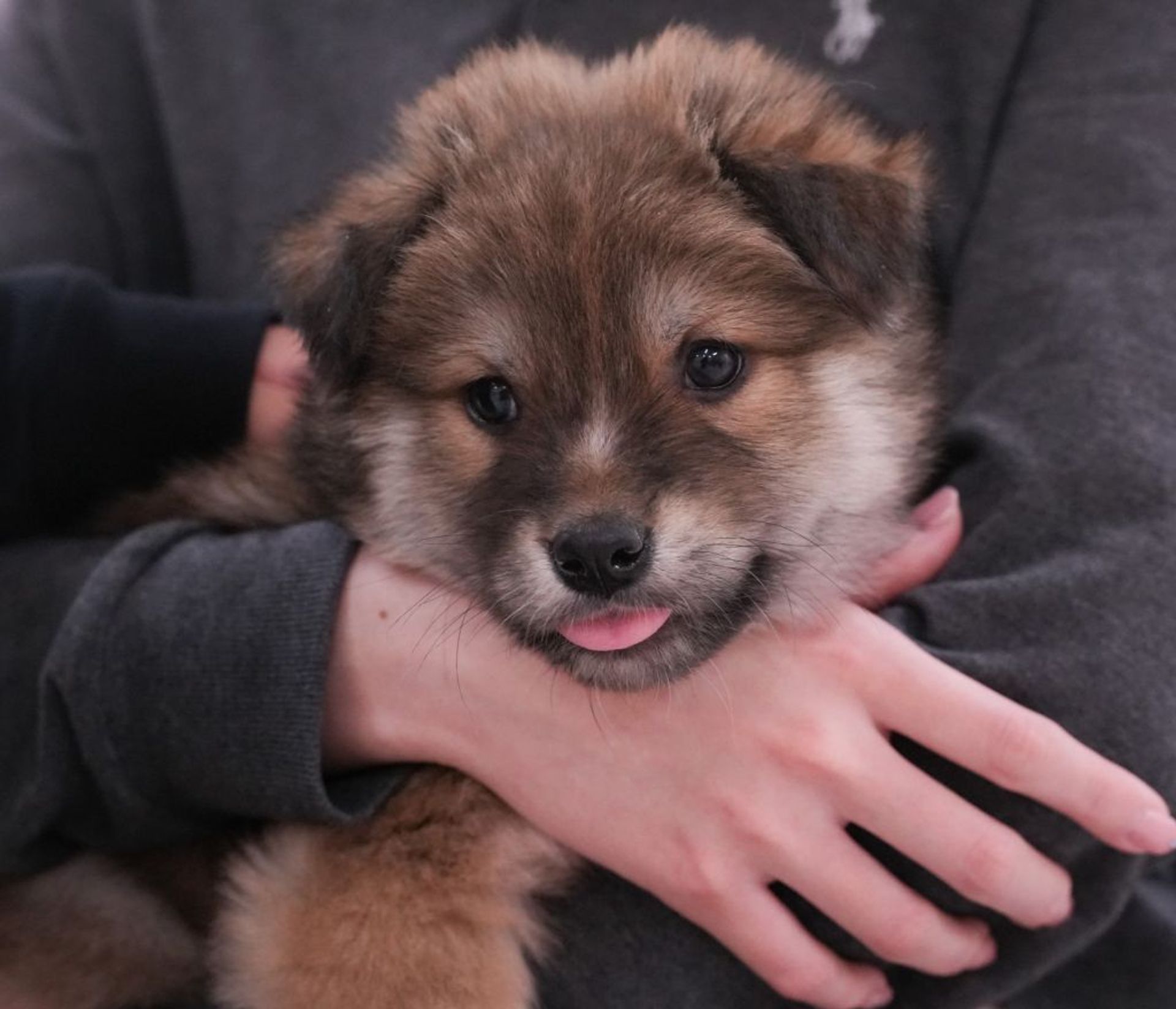 雑種（ミックス犬）・メスの里親募集の写真