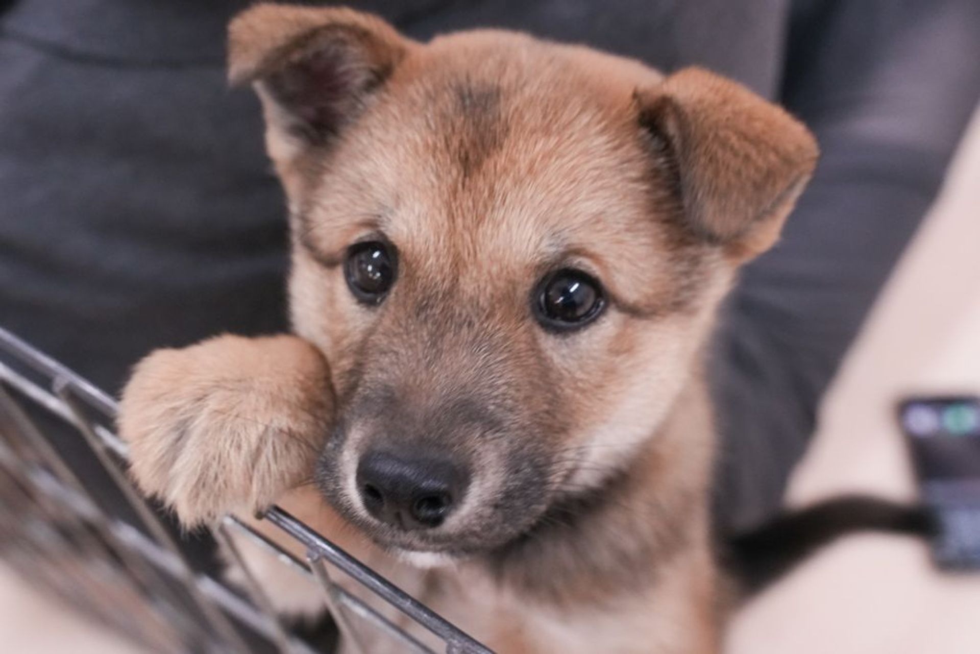 雑種（ミックス犬）・メスの里親募集の写真