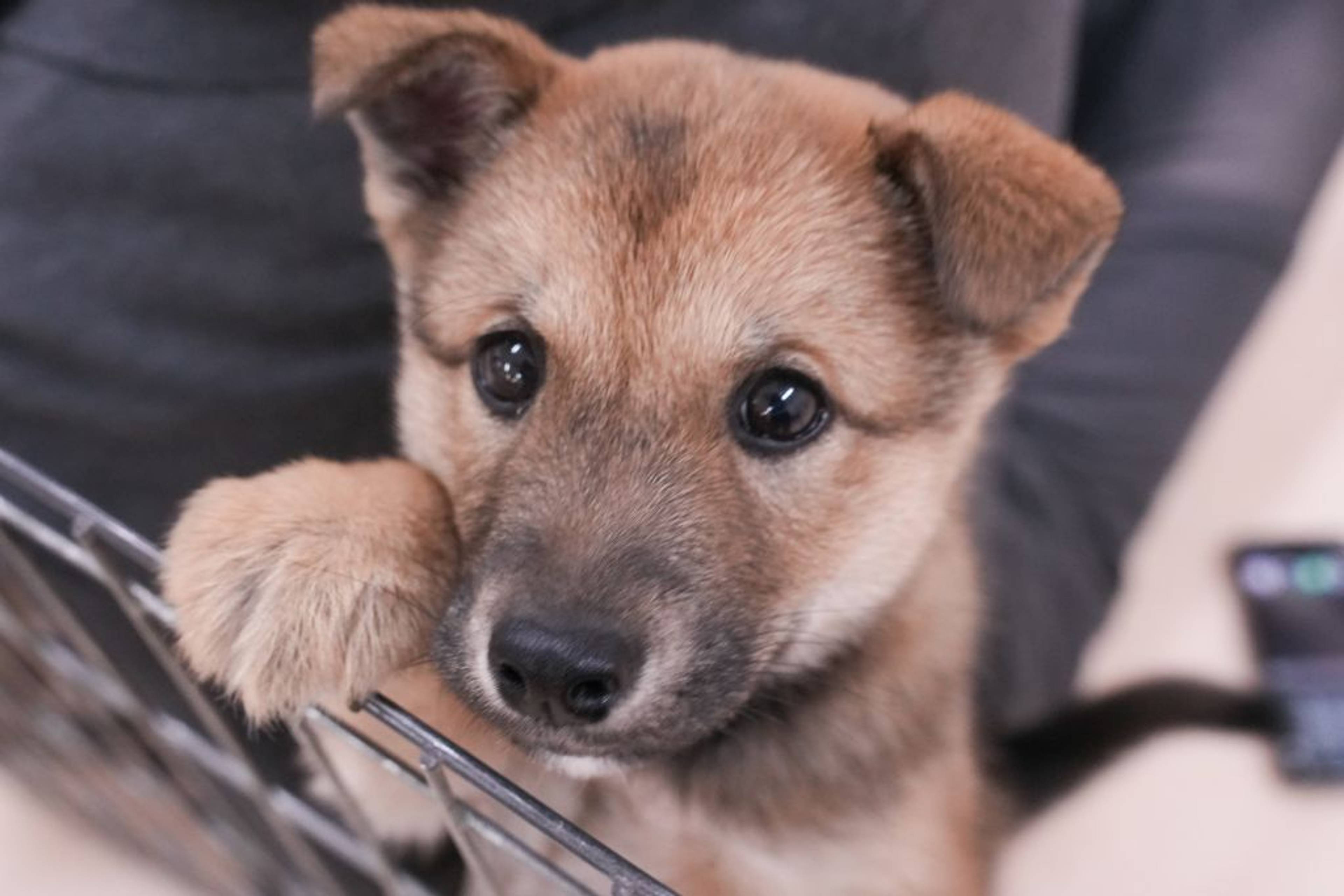 雑種（ミックス犬）・メスの里親募集の写真