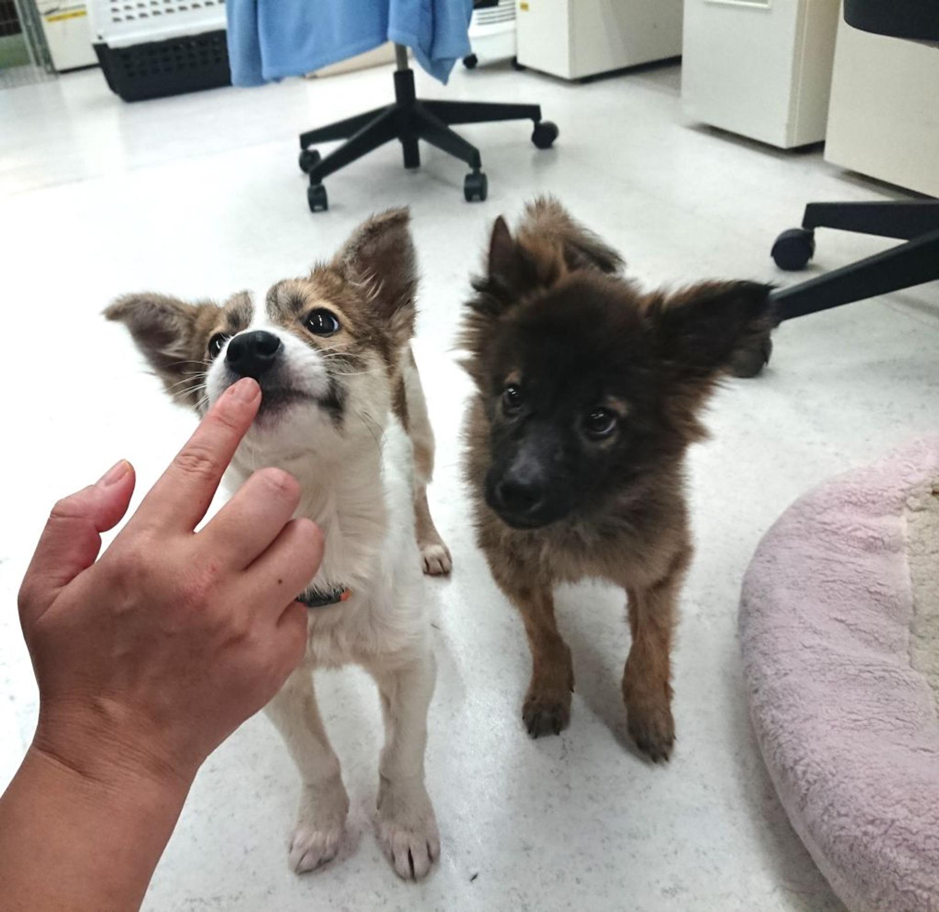 pet-image-3