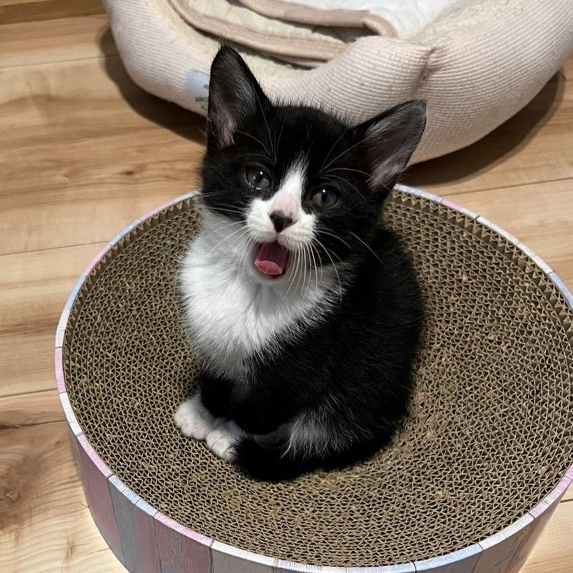 pet-image-3