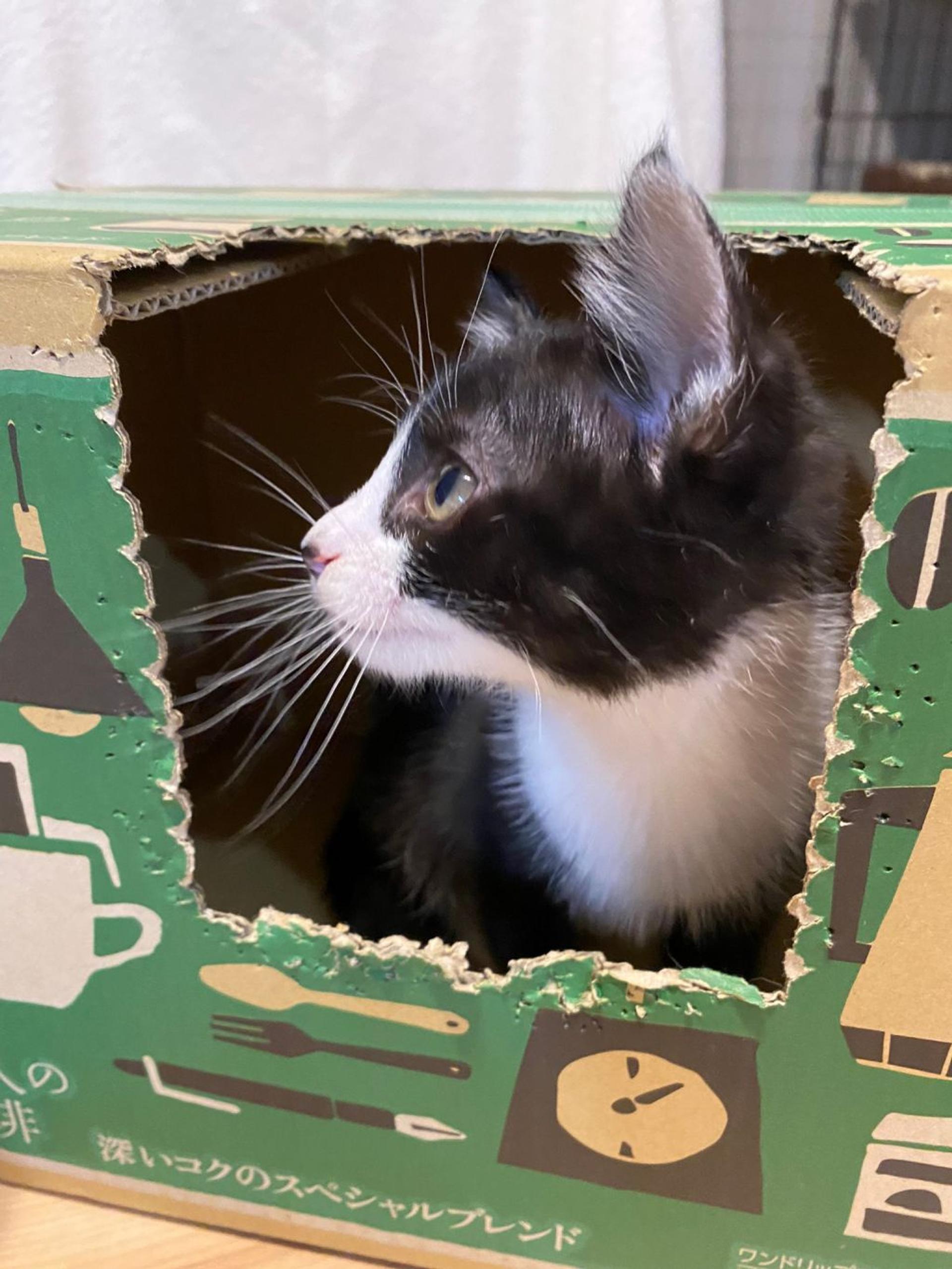 pet-image-4
