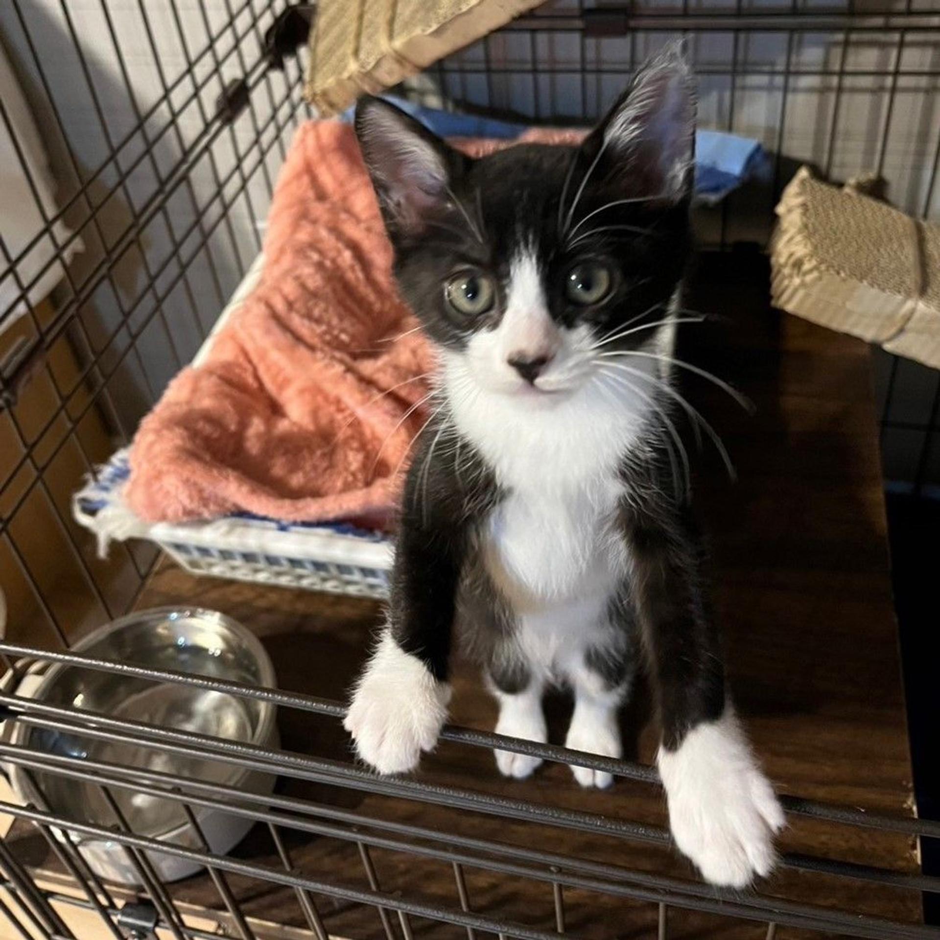 pet-image-5