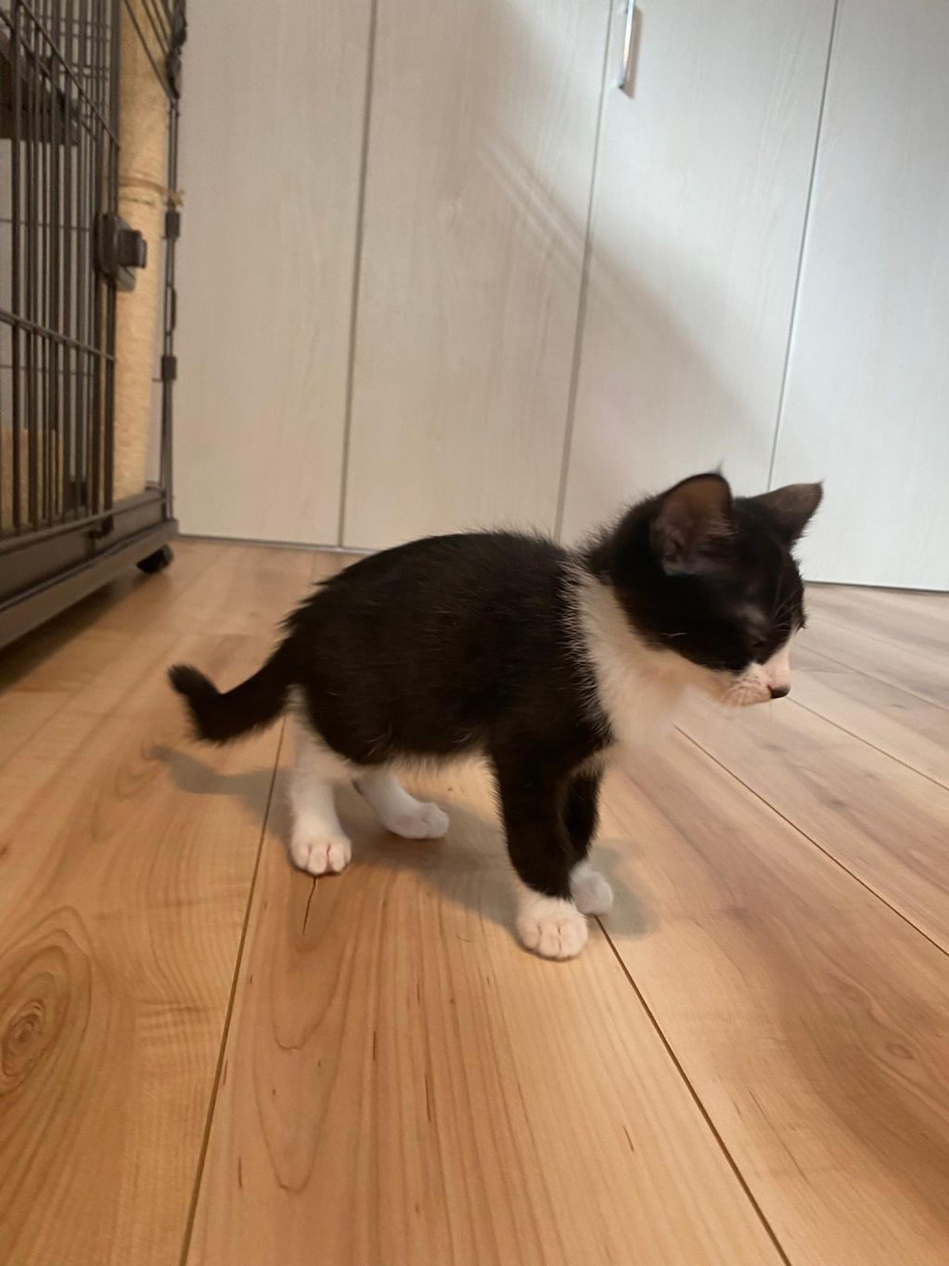 pet-image-7