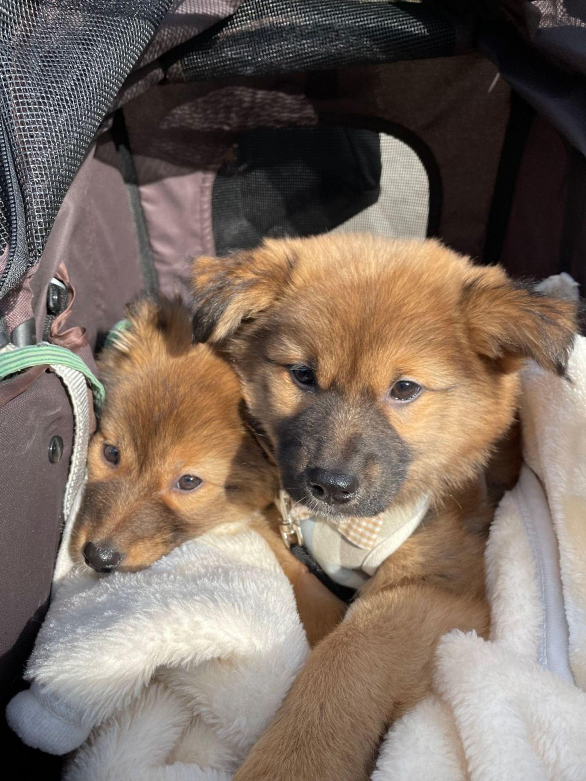 雑種（ミックス犬）・オスの里親募集の写真
