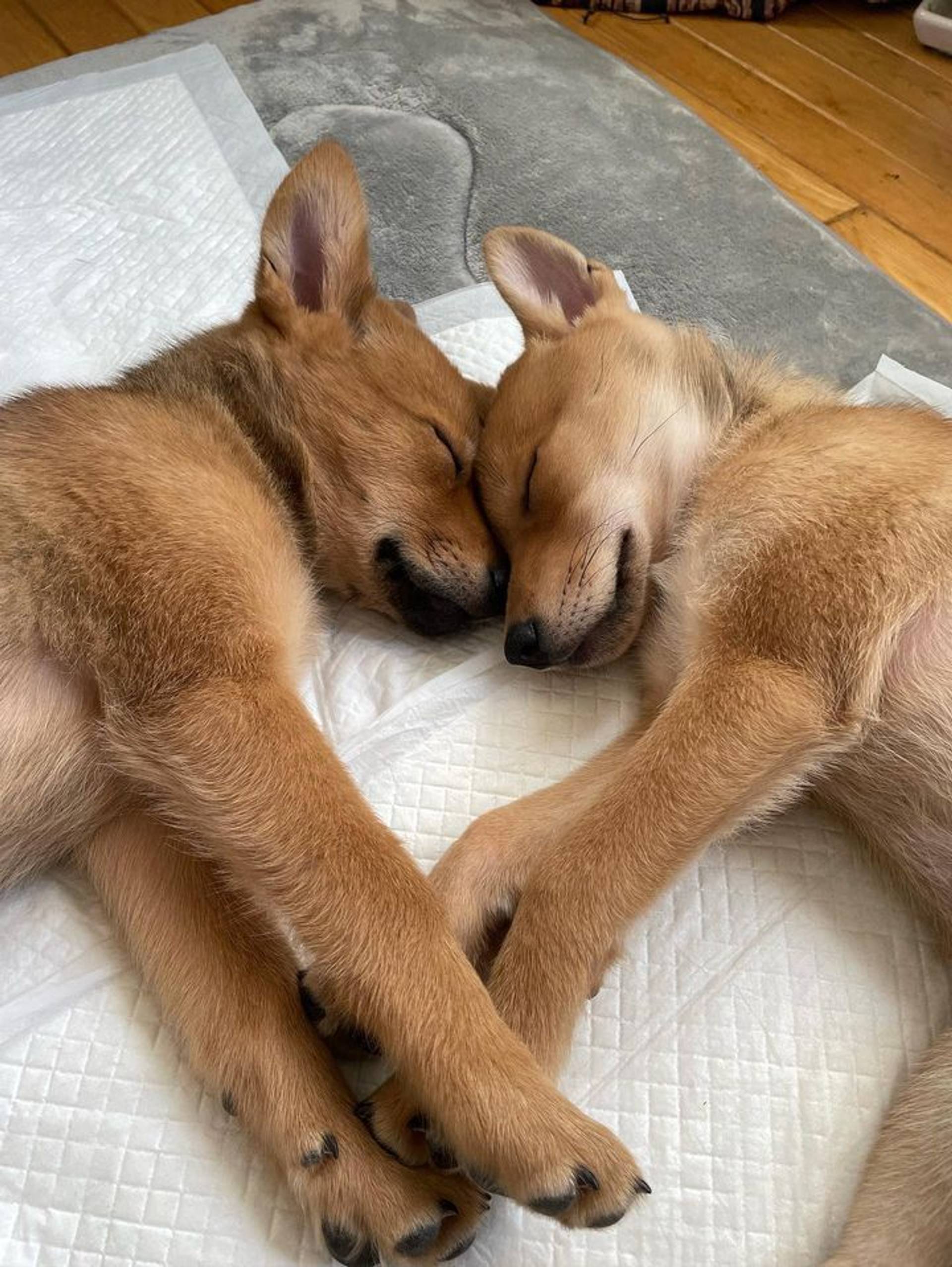雑種（ミックス犬）・メスの里親募集の写真