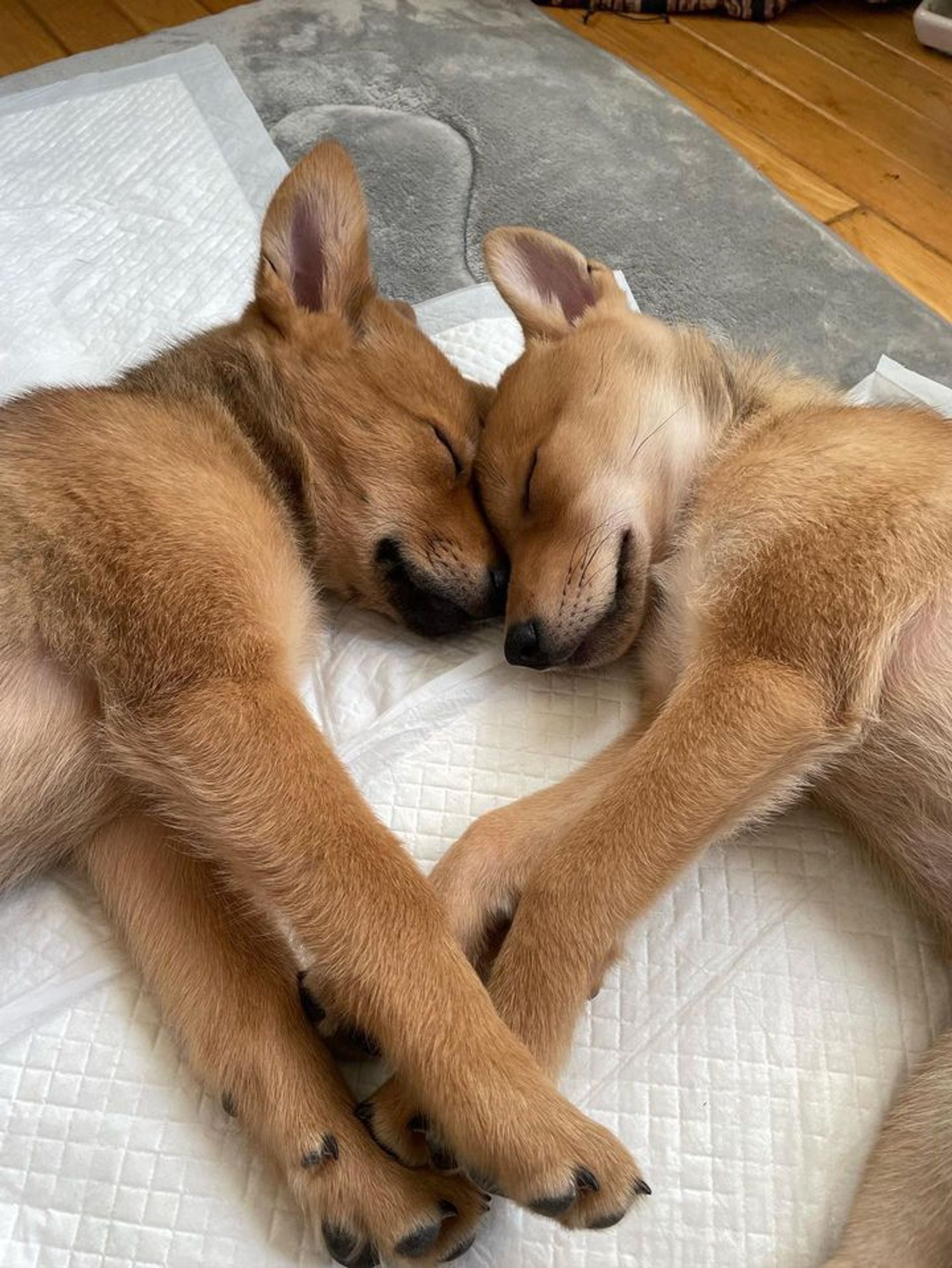 雑種（ミックス犬）・メスの里親募集の写真