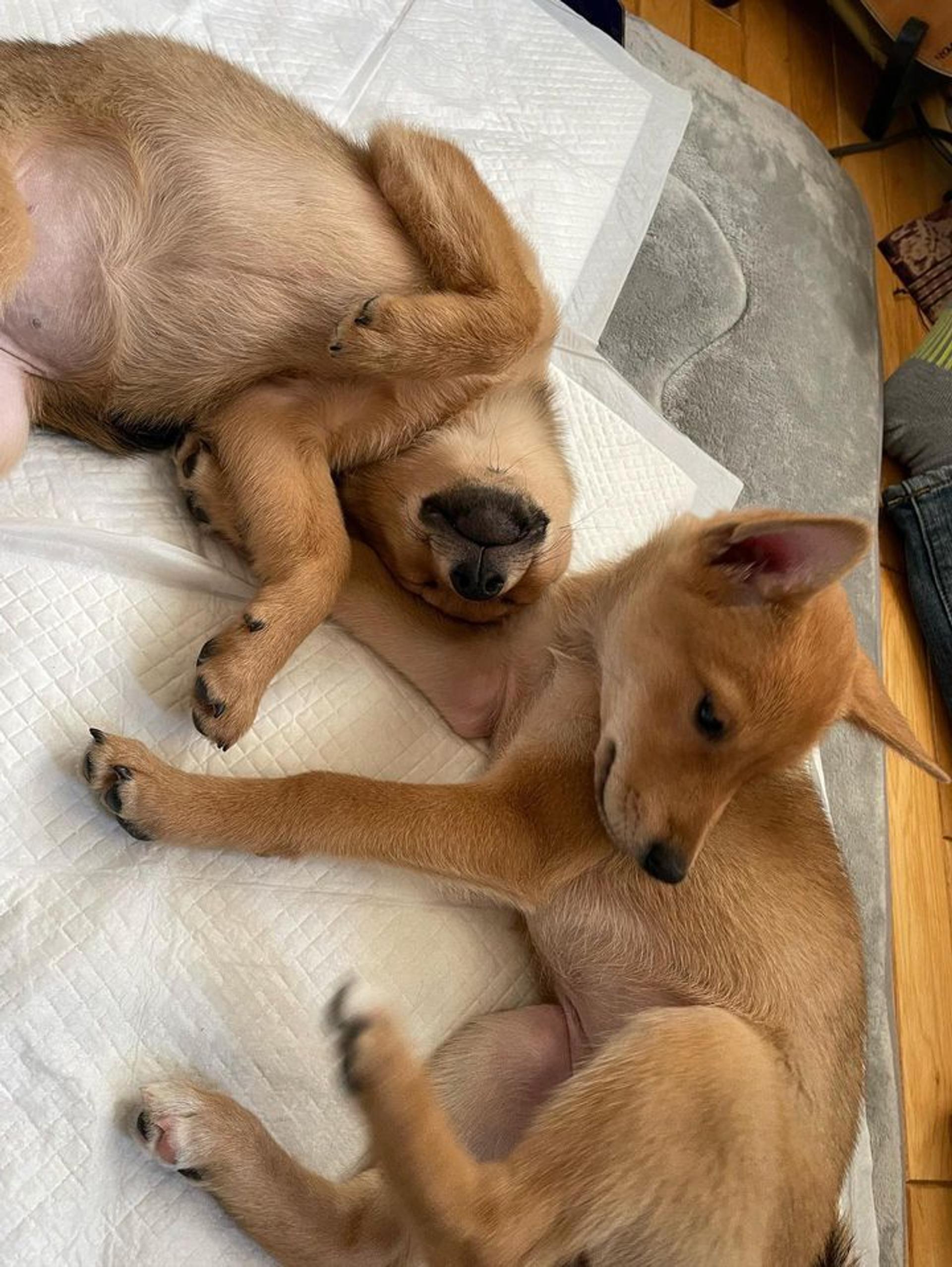 pet-image-3