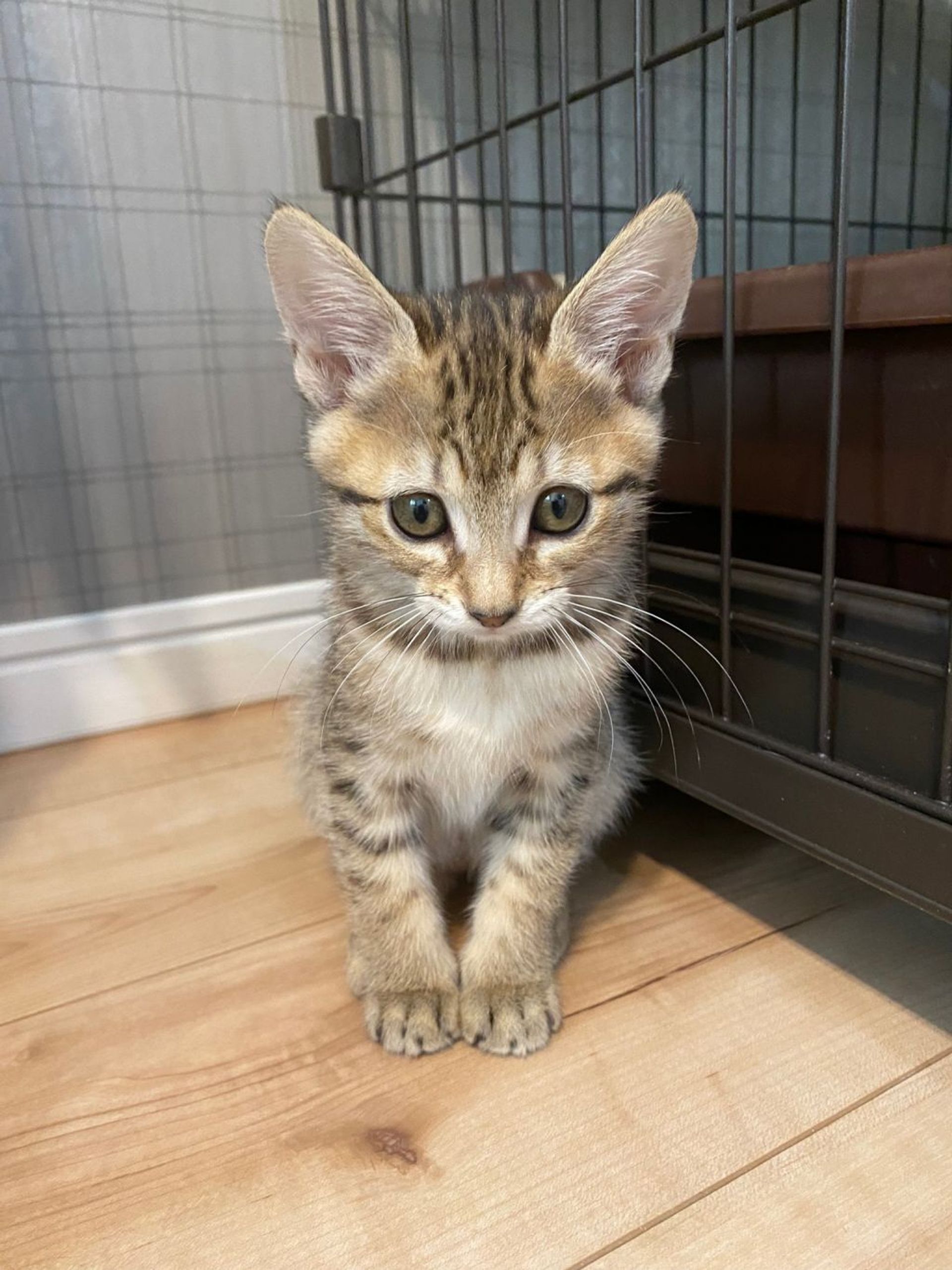 雑種（ミックス猫）・メスの里親募集の写真