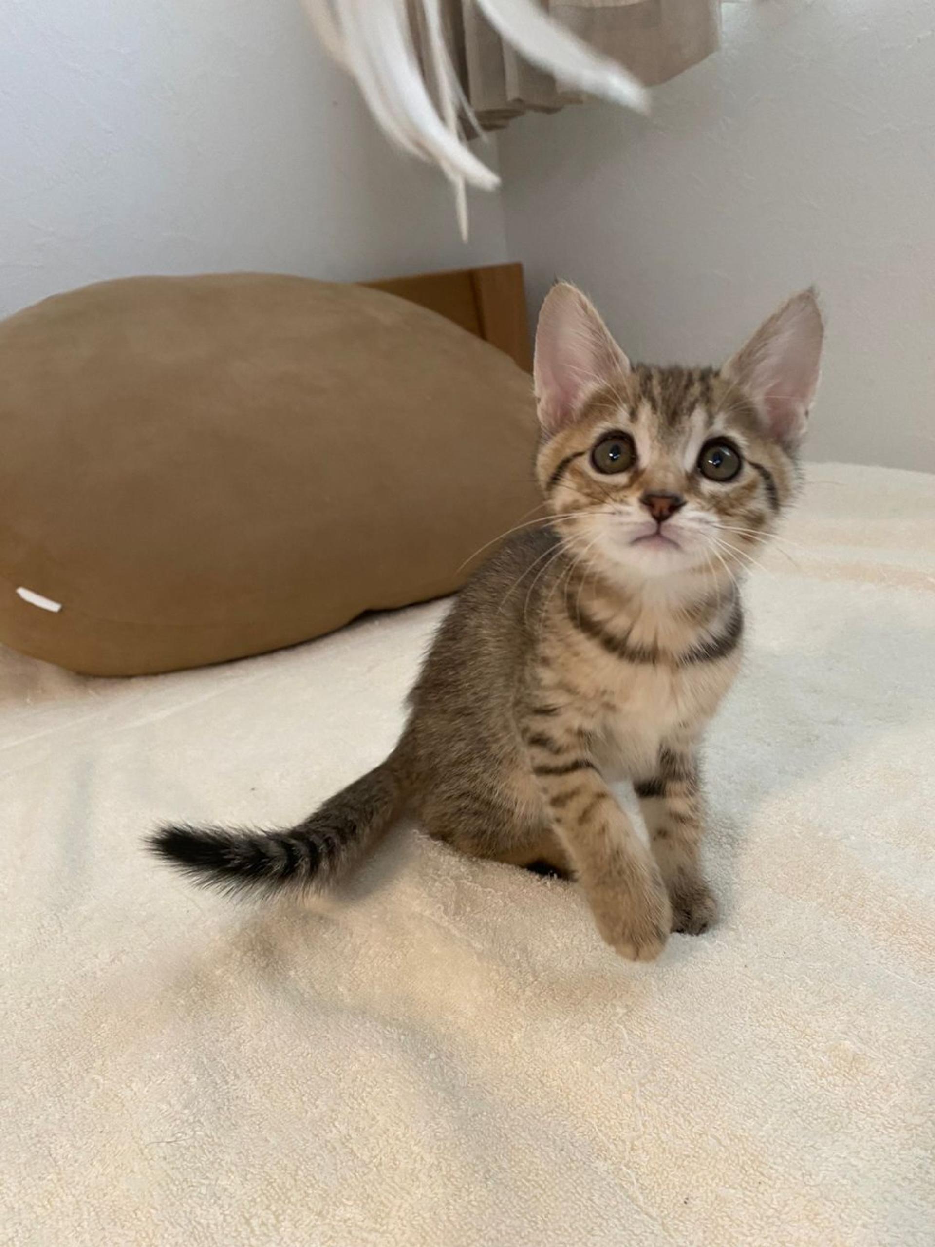 pet-image-3