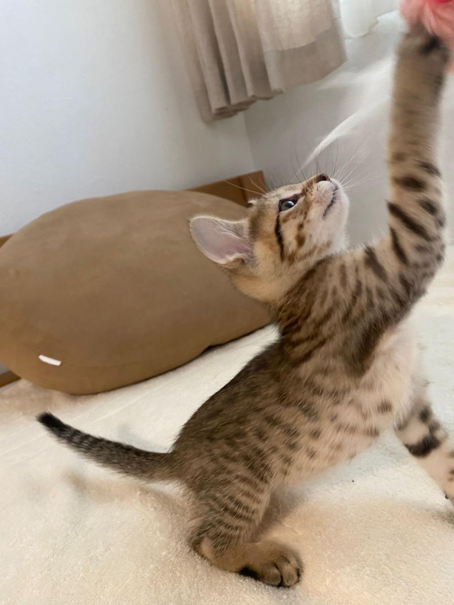 pet-image-4