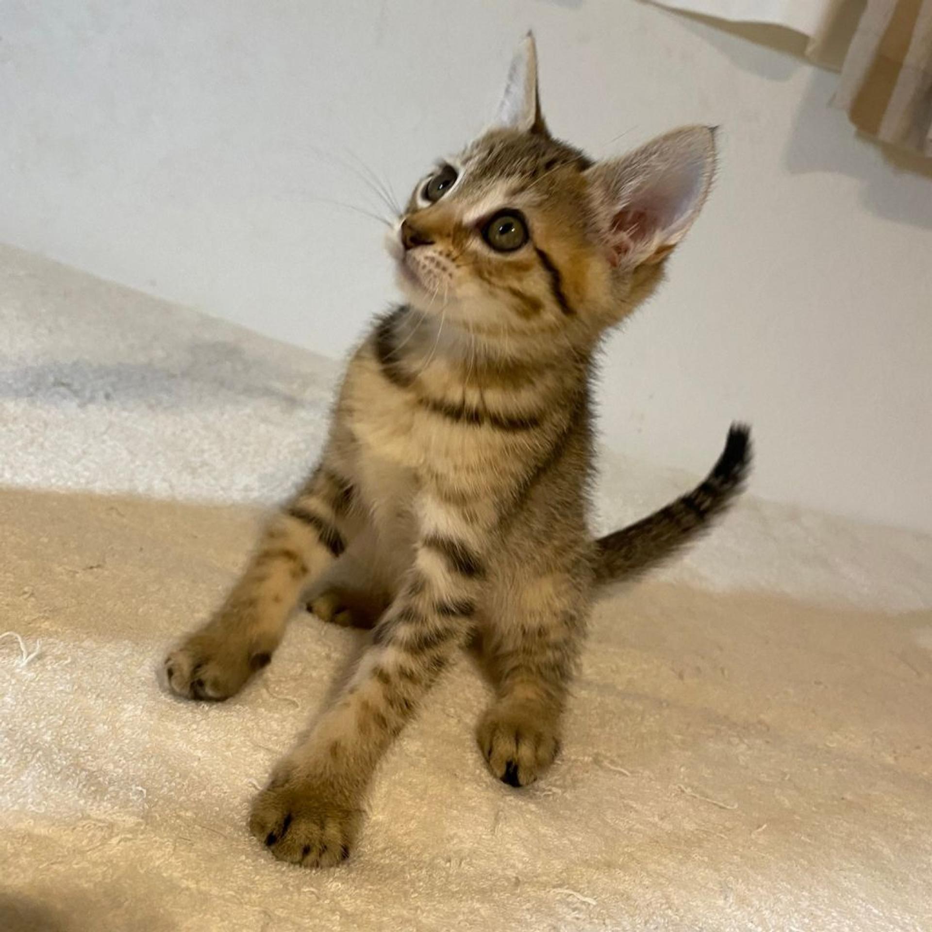 pet-image-6