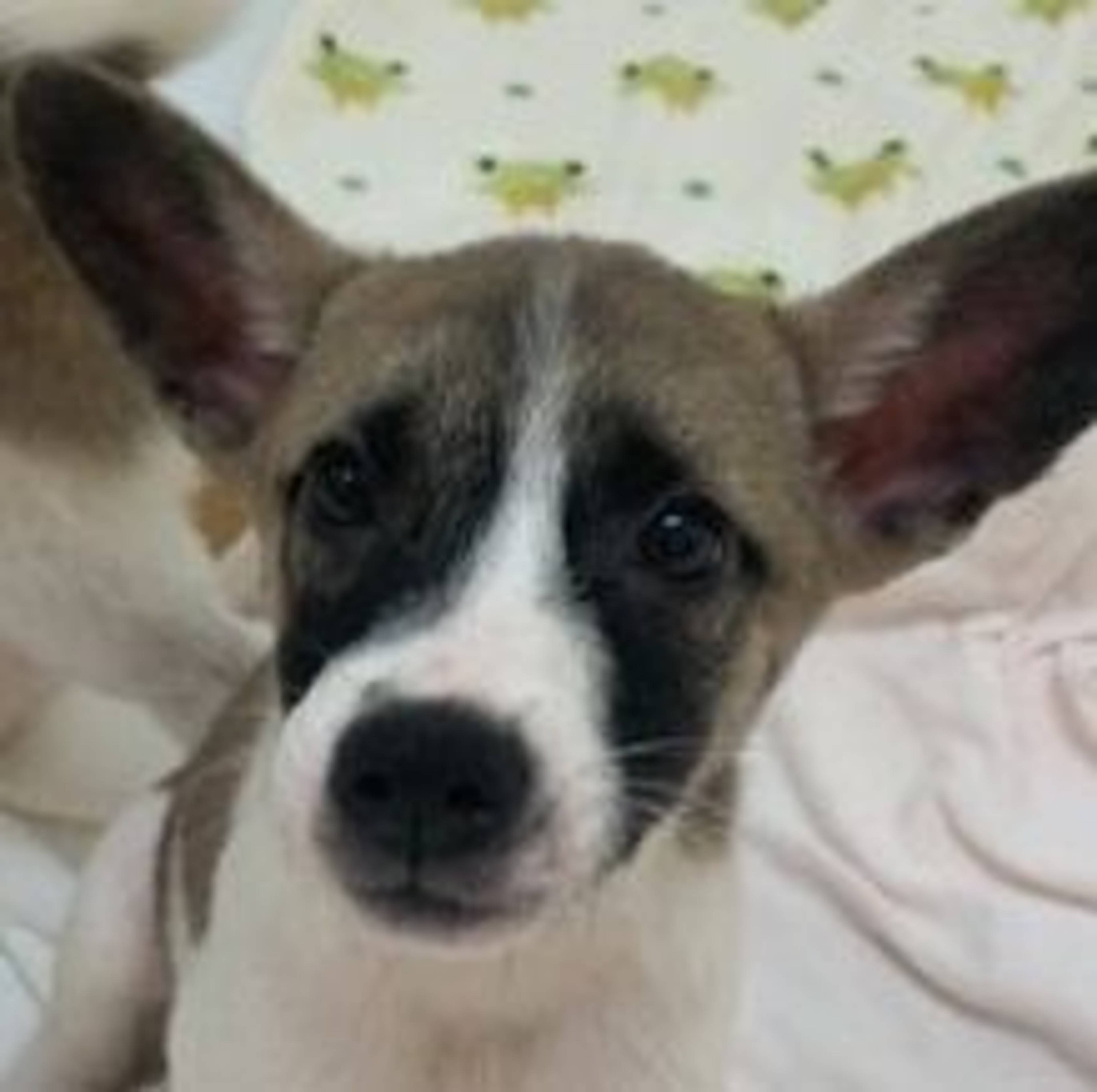 雑種（ミックス犬）・オスの里親募集の写真
