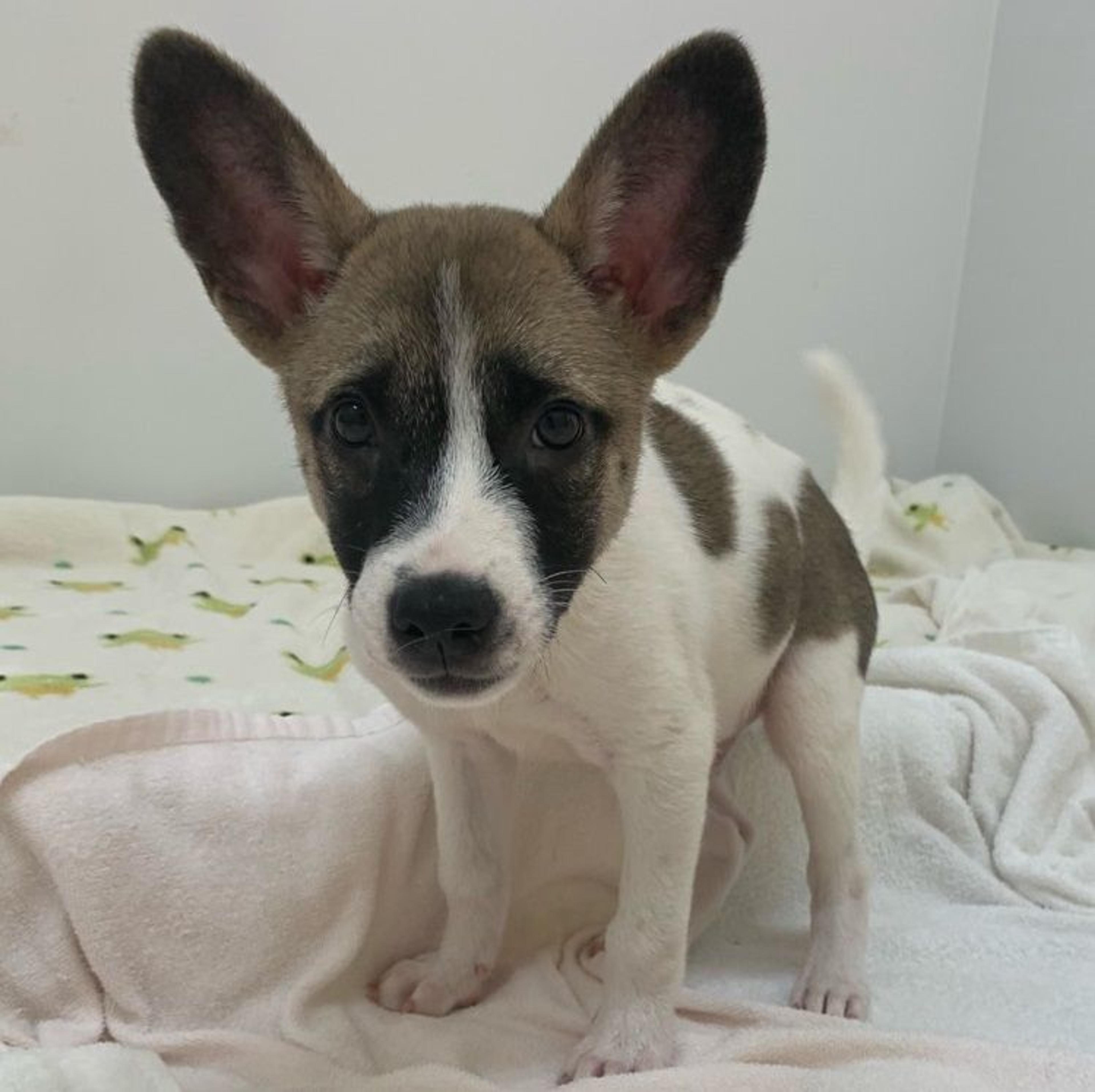 pet-image-2