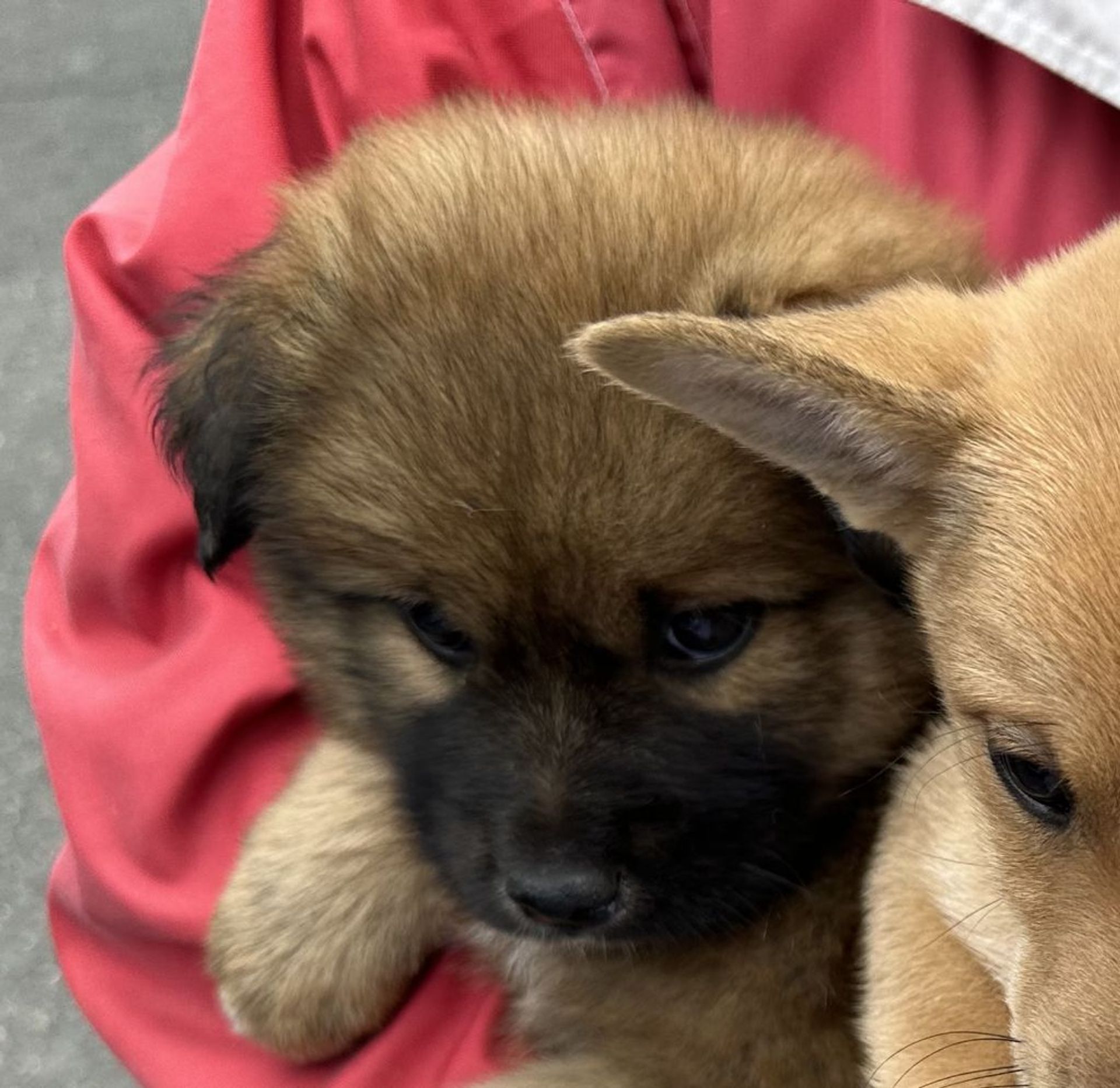 雑種（ミックス犬）・メスの里親募集の写真