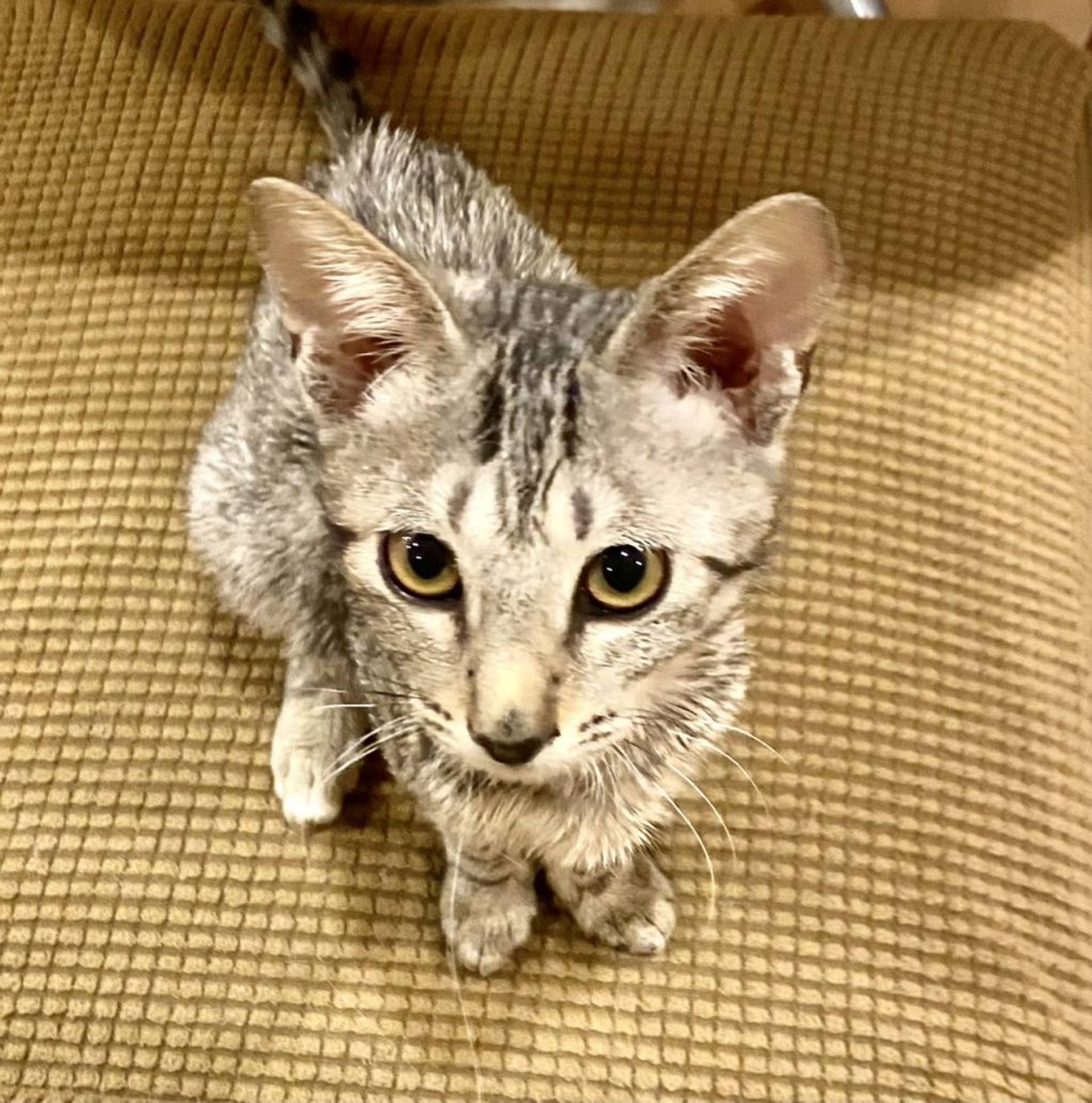 雑種（ミックス猫）・メスの里親募集の写真