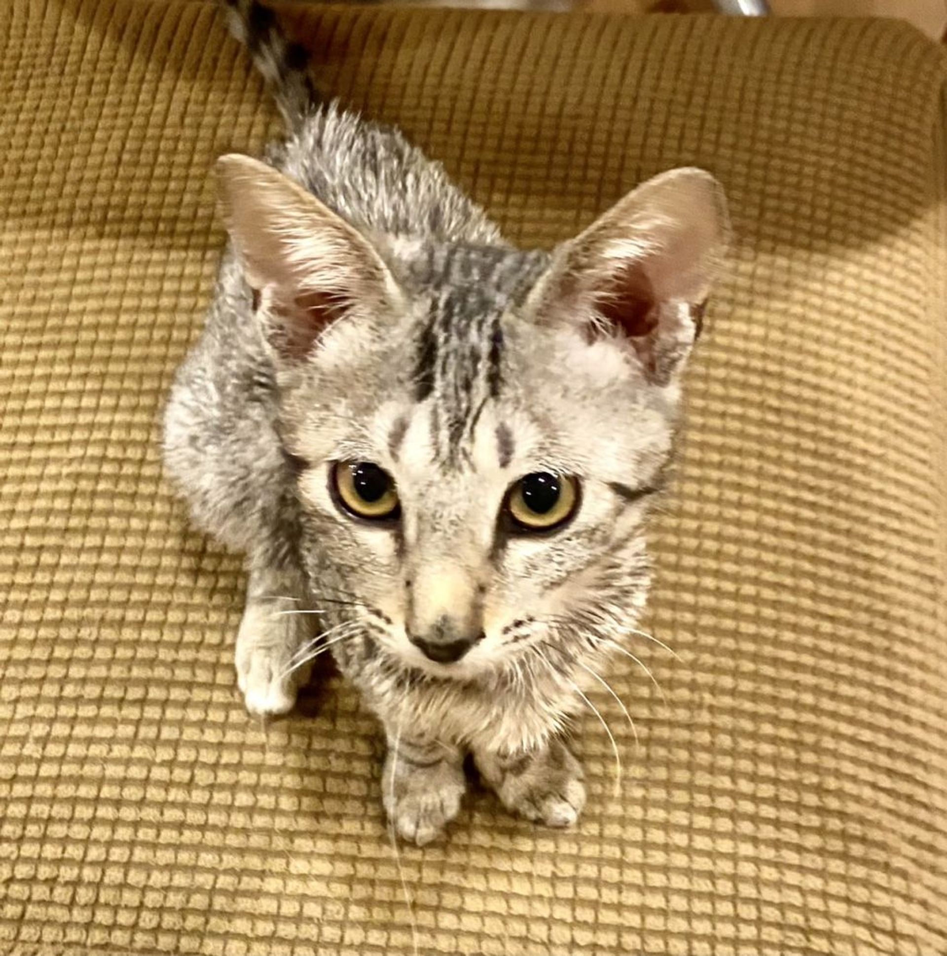 雑種（ミックス猫）・メスの里親募集の写真