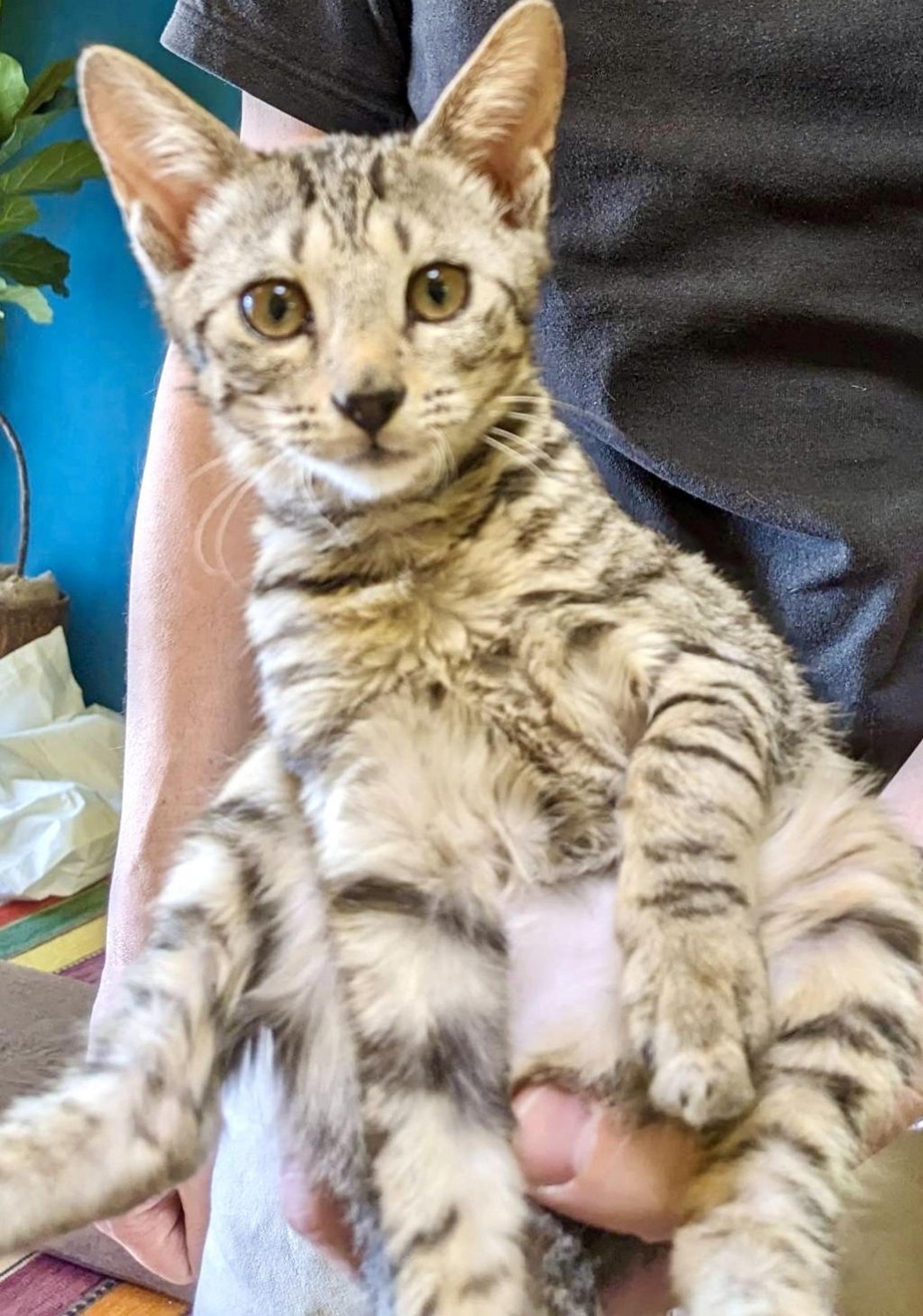 pet-image-3