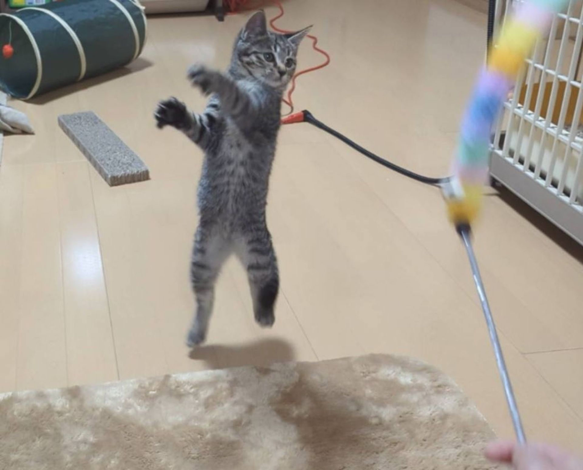 雑種（ミックス猫）・メスの里親募集の写真