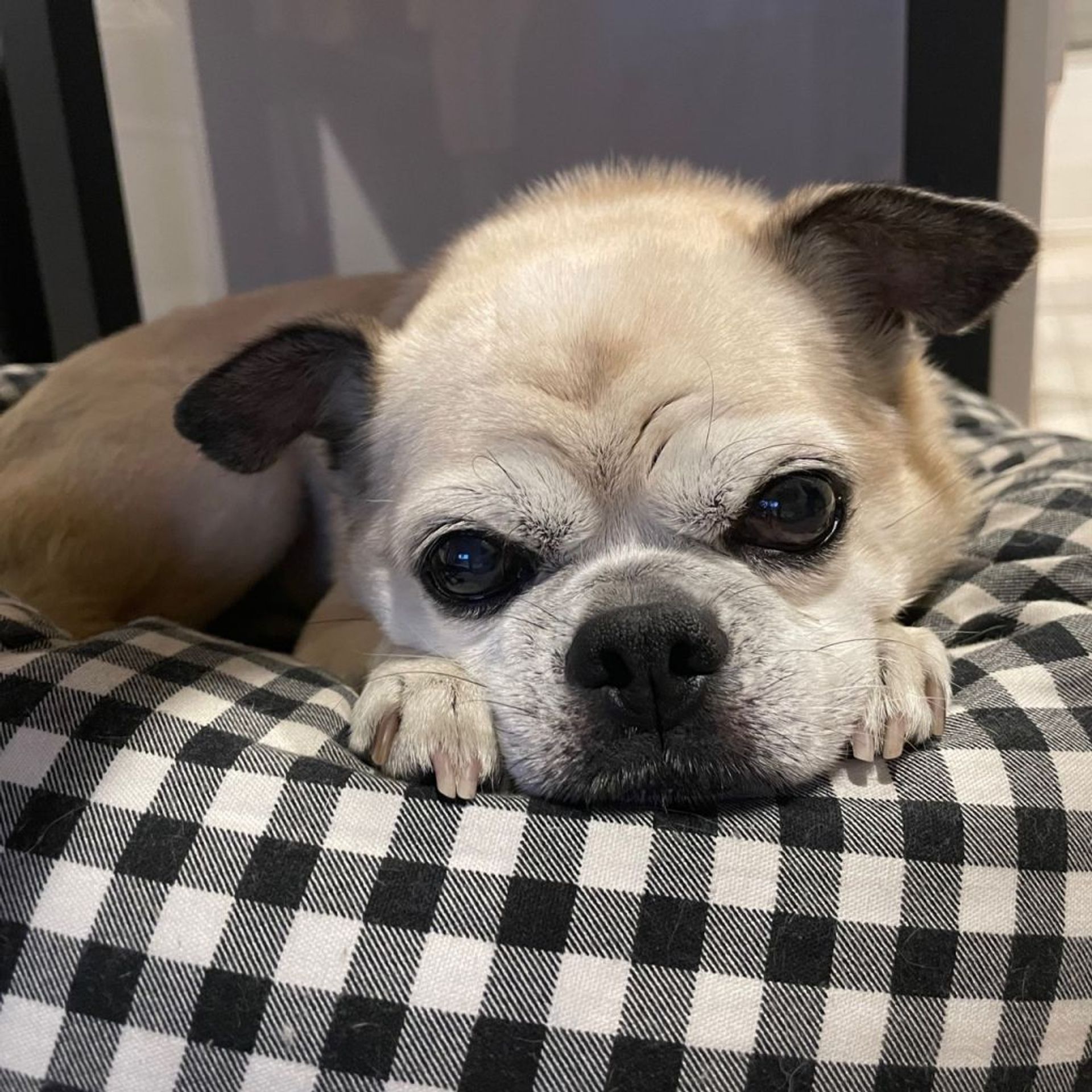 雑種（ミックス犬）・オスの里親募集の写真