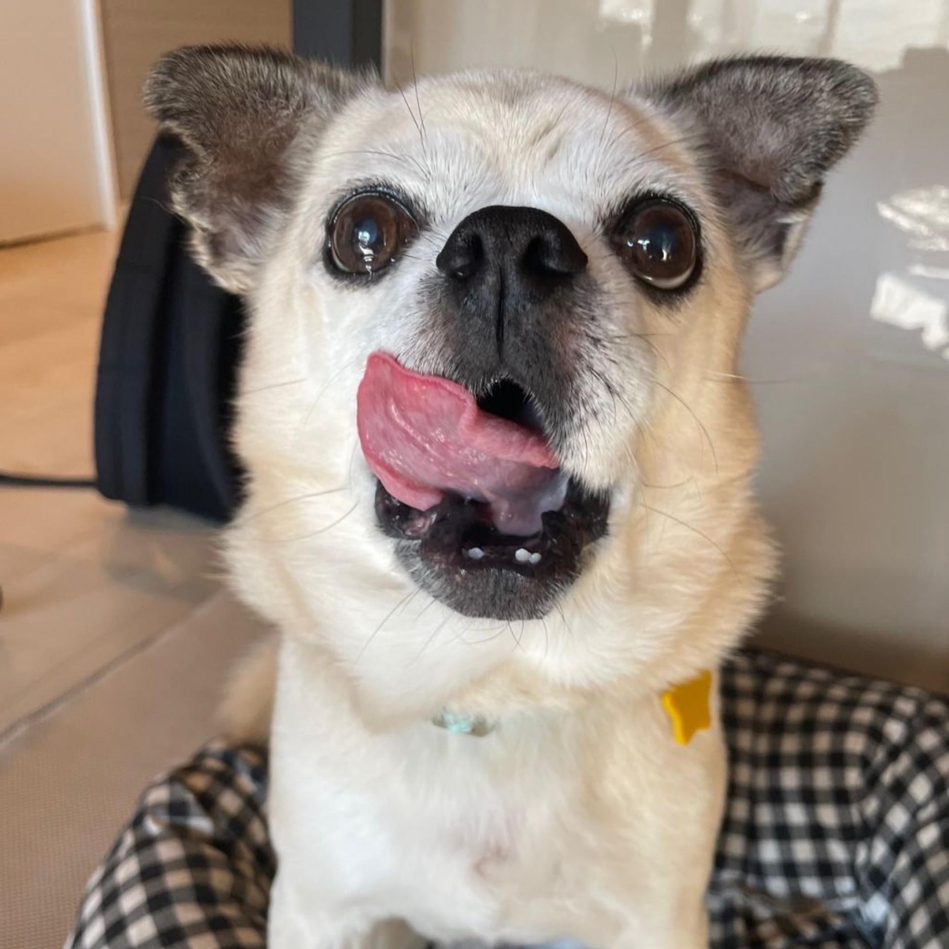 pet-image-2