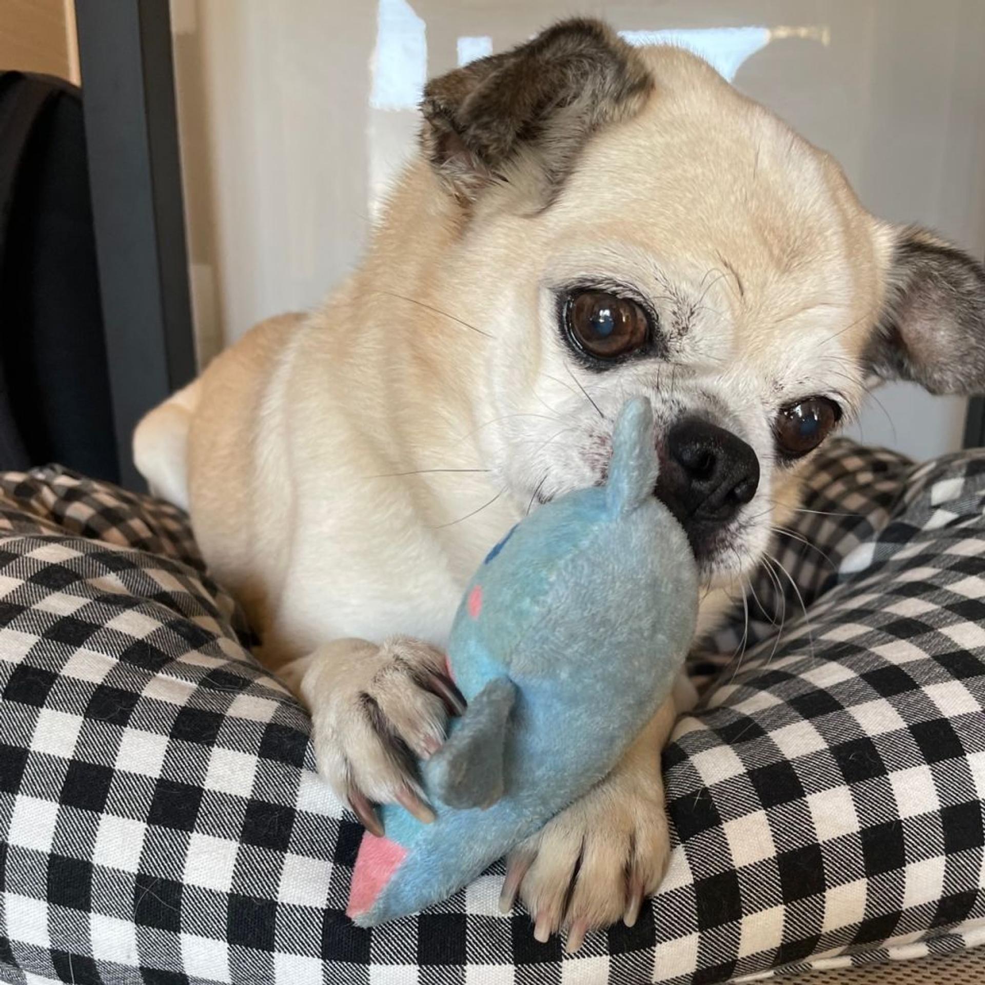 pet-image-3