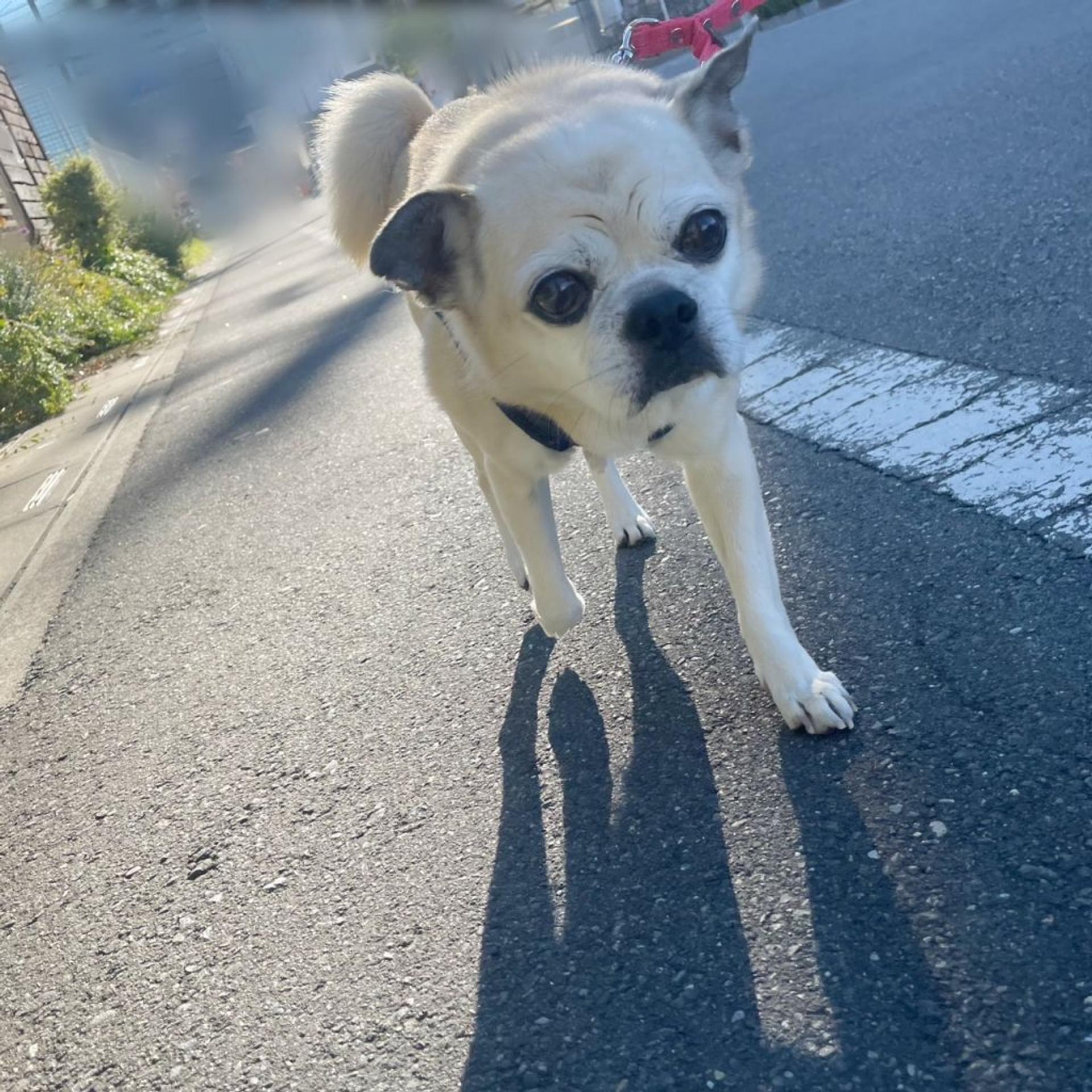 pet-image-4