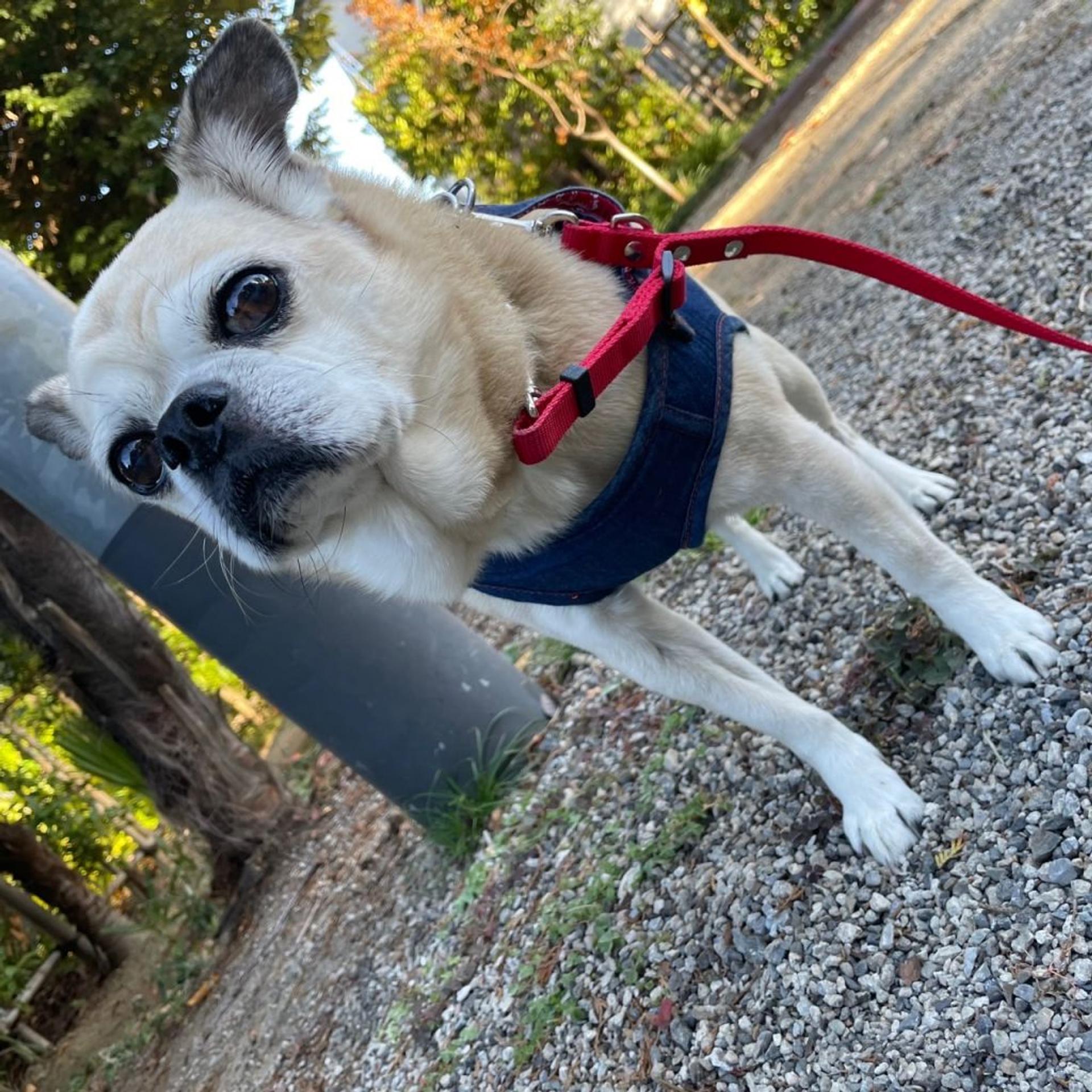 pet-image-6