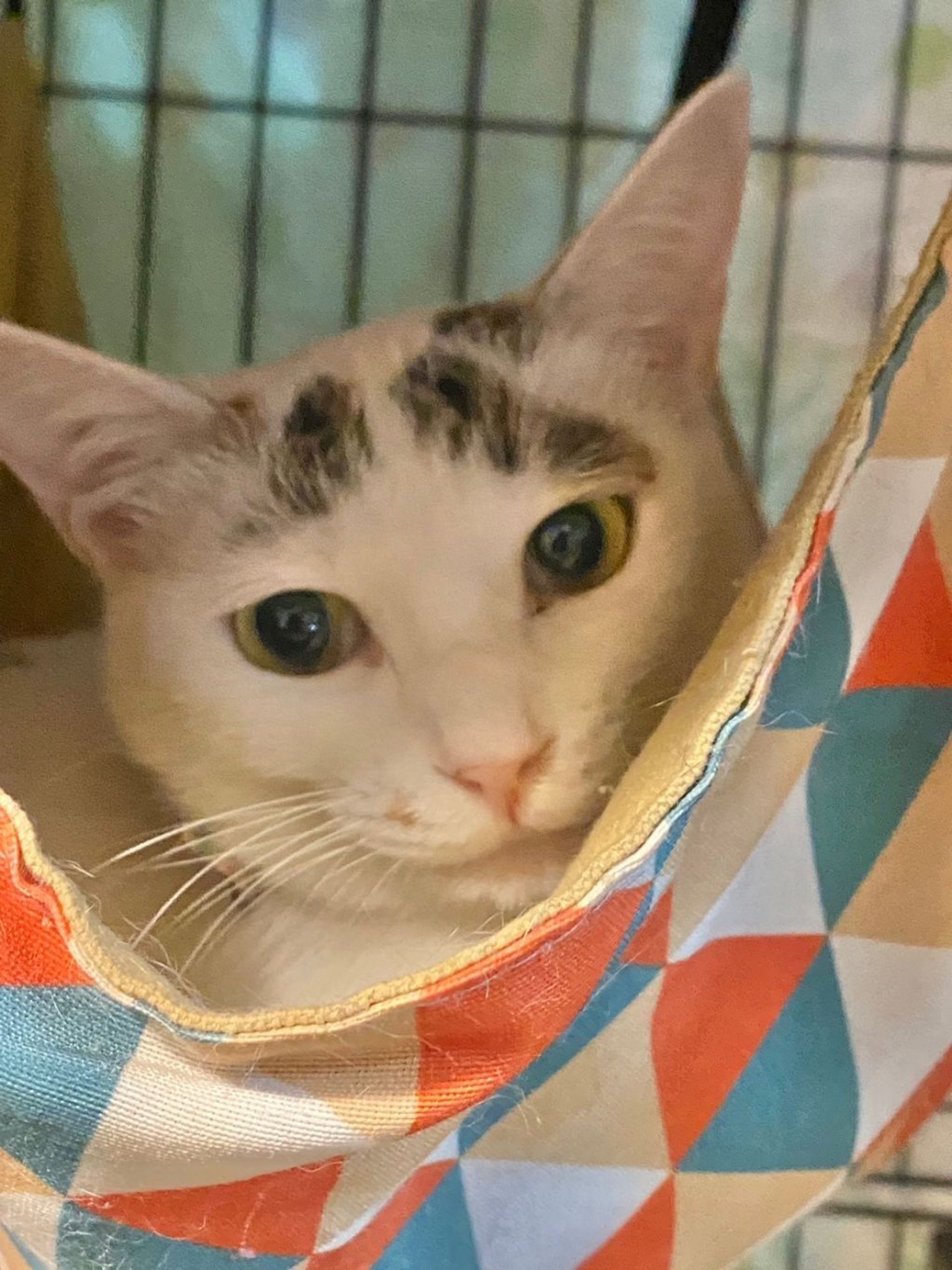 雑種（ミックス猫）・メスの里親募集の写真