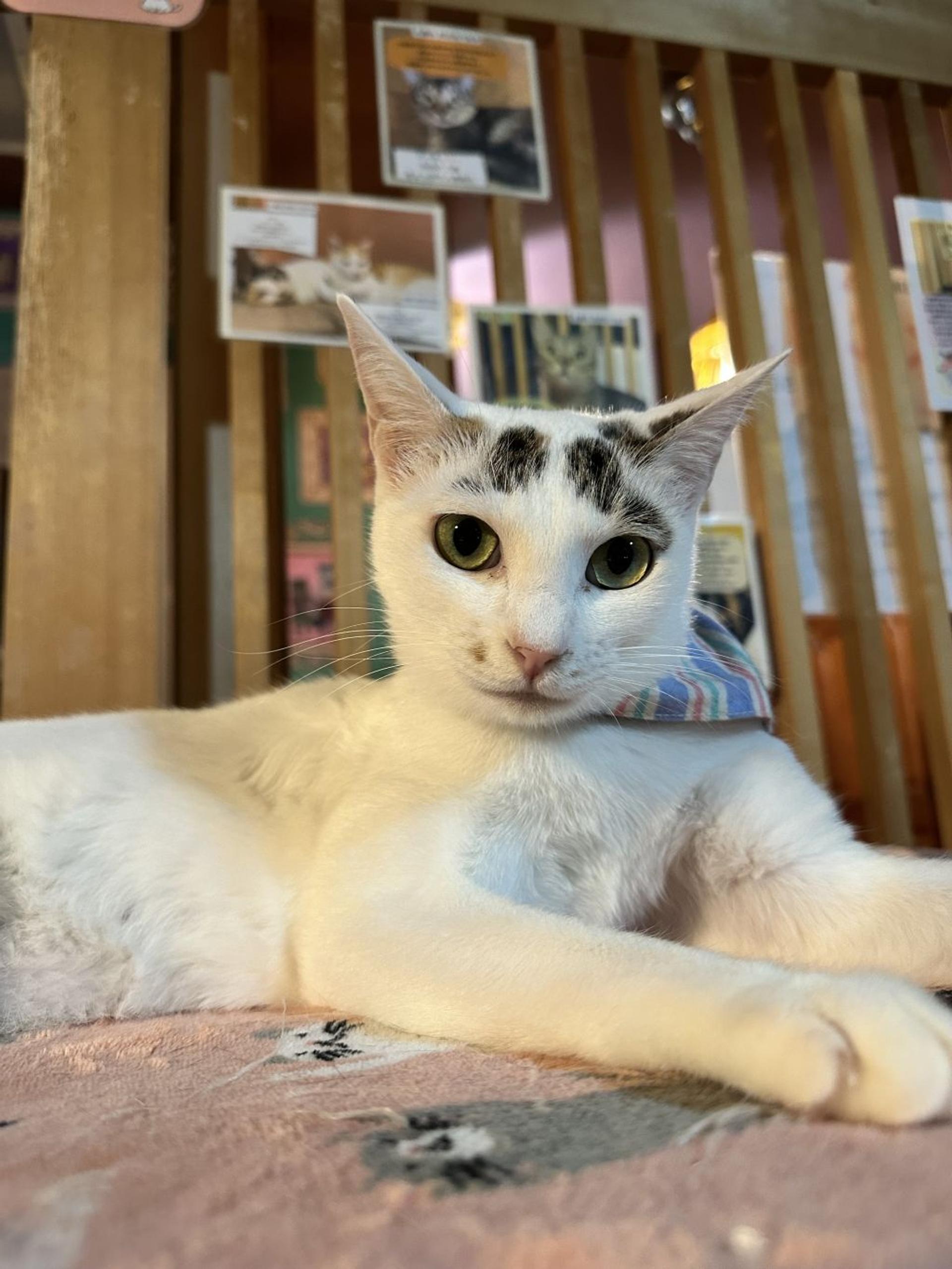 pet-image-2