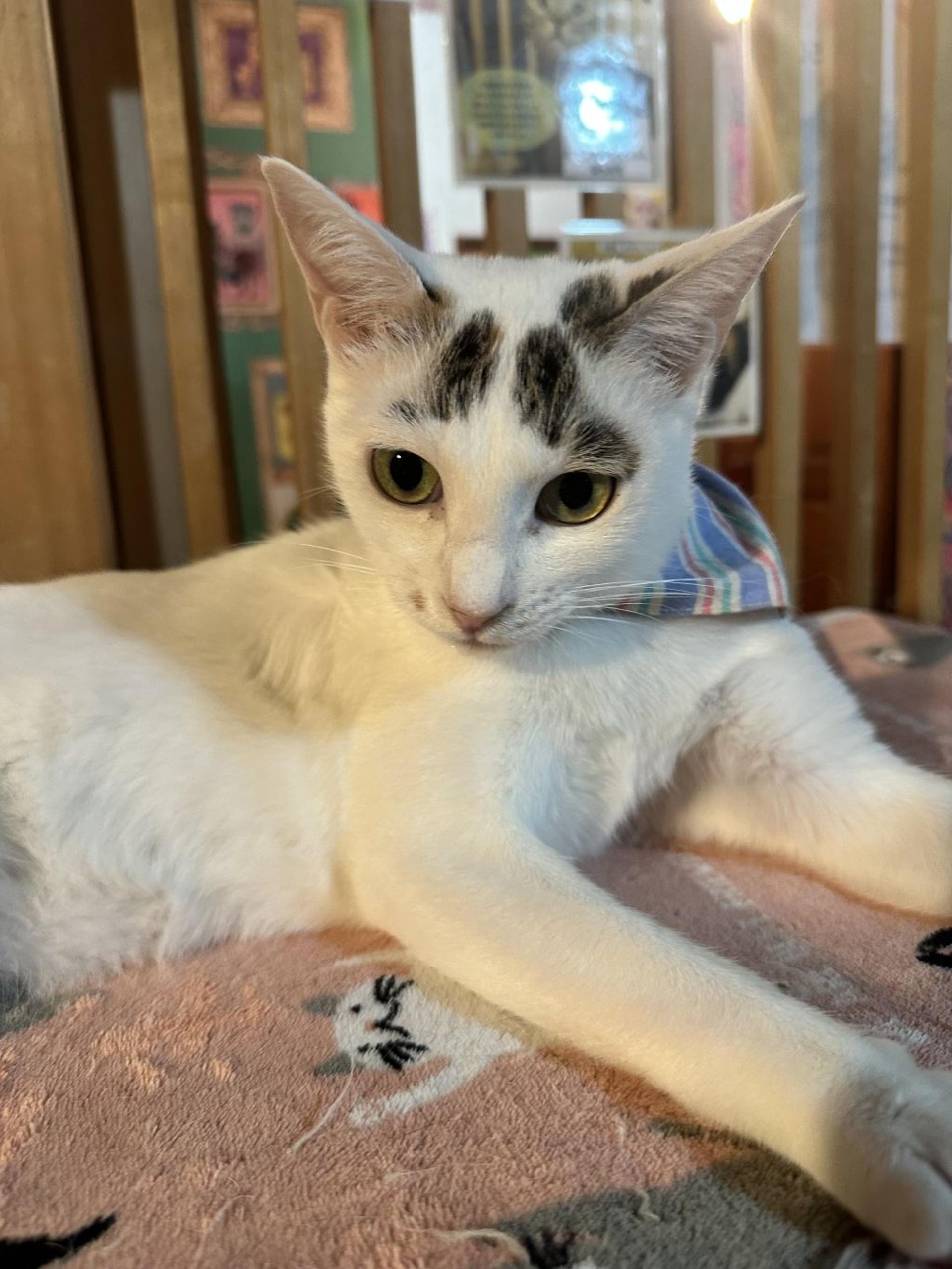 pet-image-3