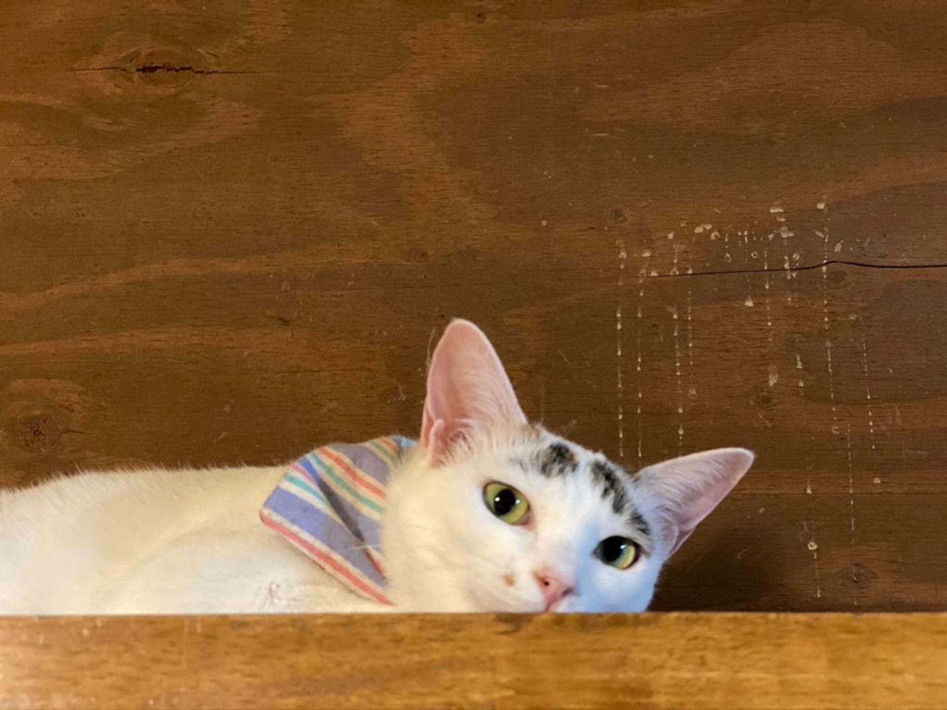 pet-image-4