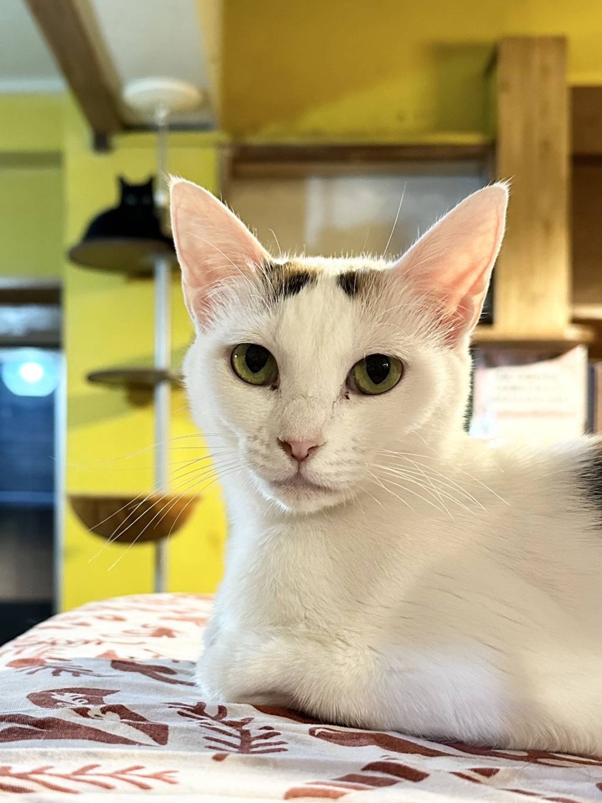 雑種（ミックス猫）・メスの里親募集の写真