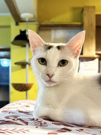 つくもの写真