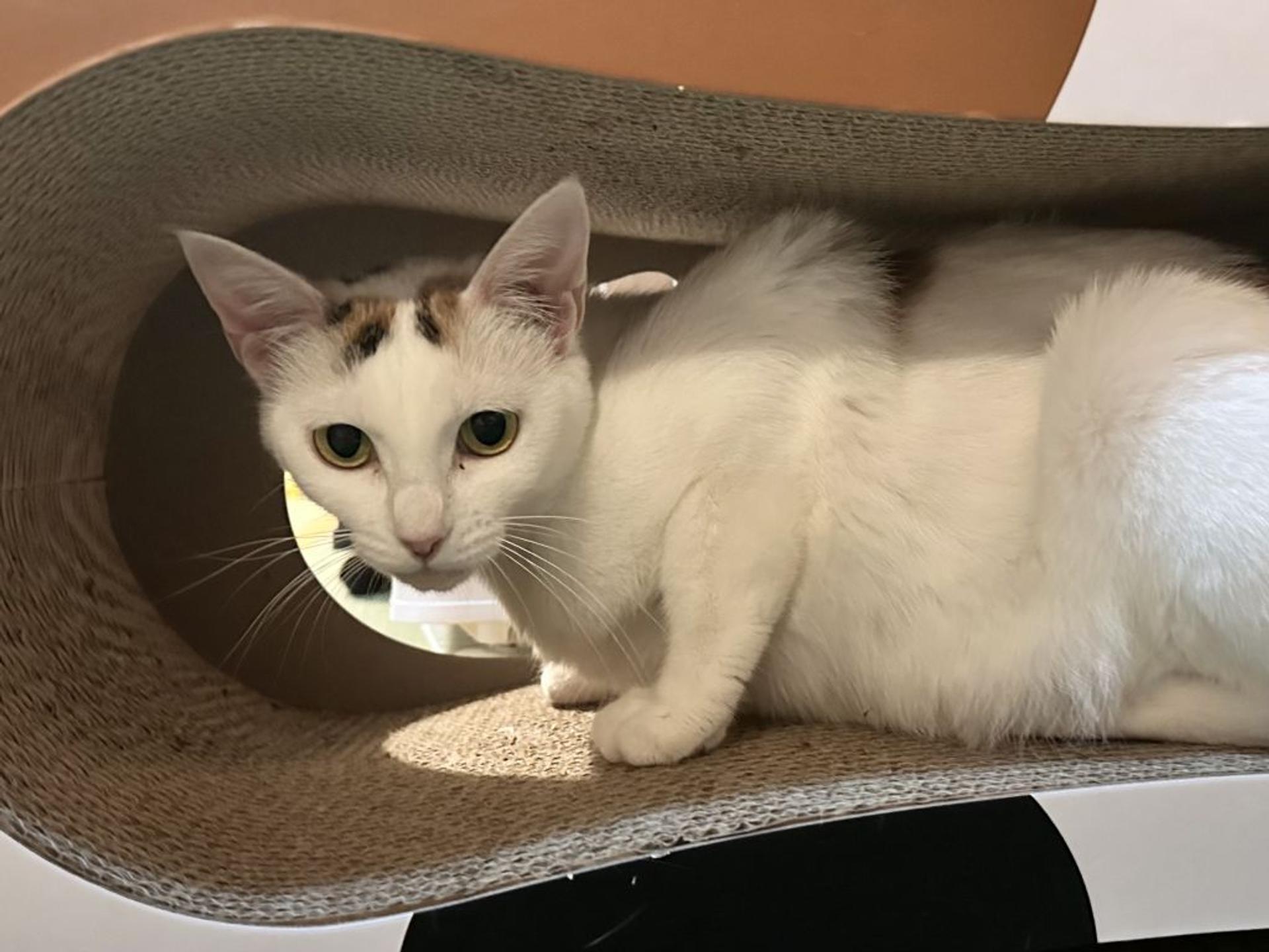 pet-image-2