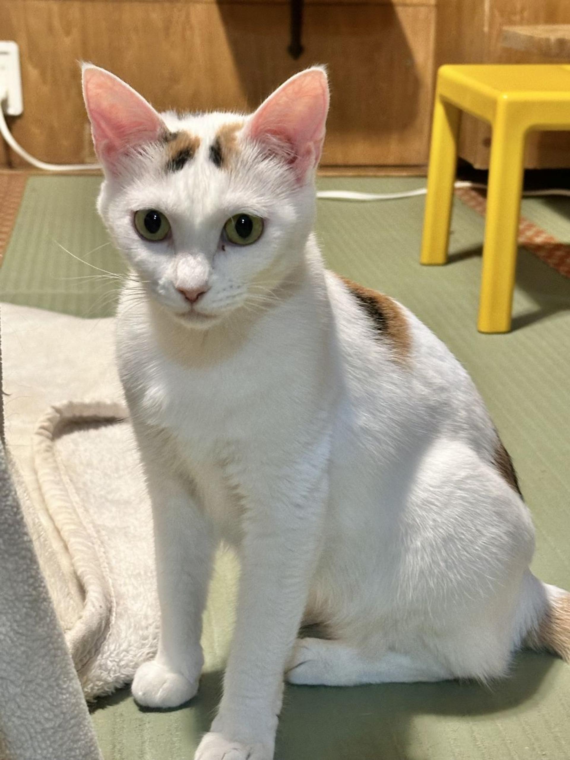 pet-image-3
