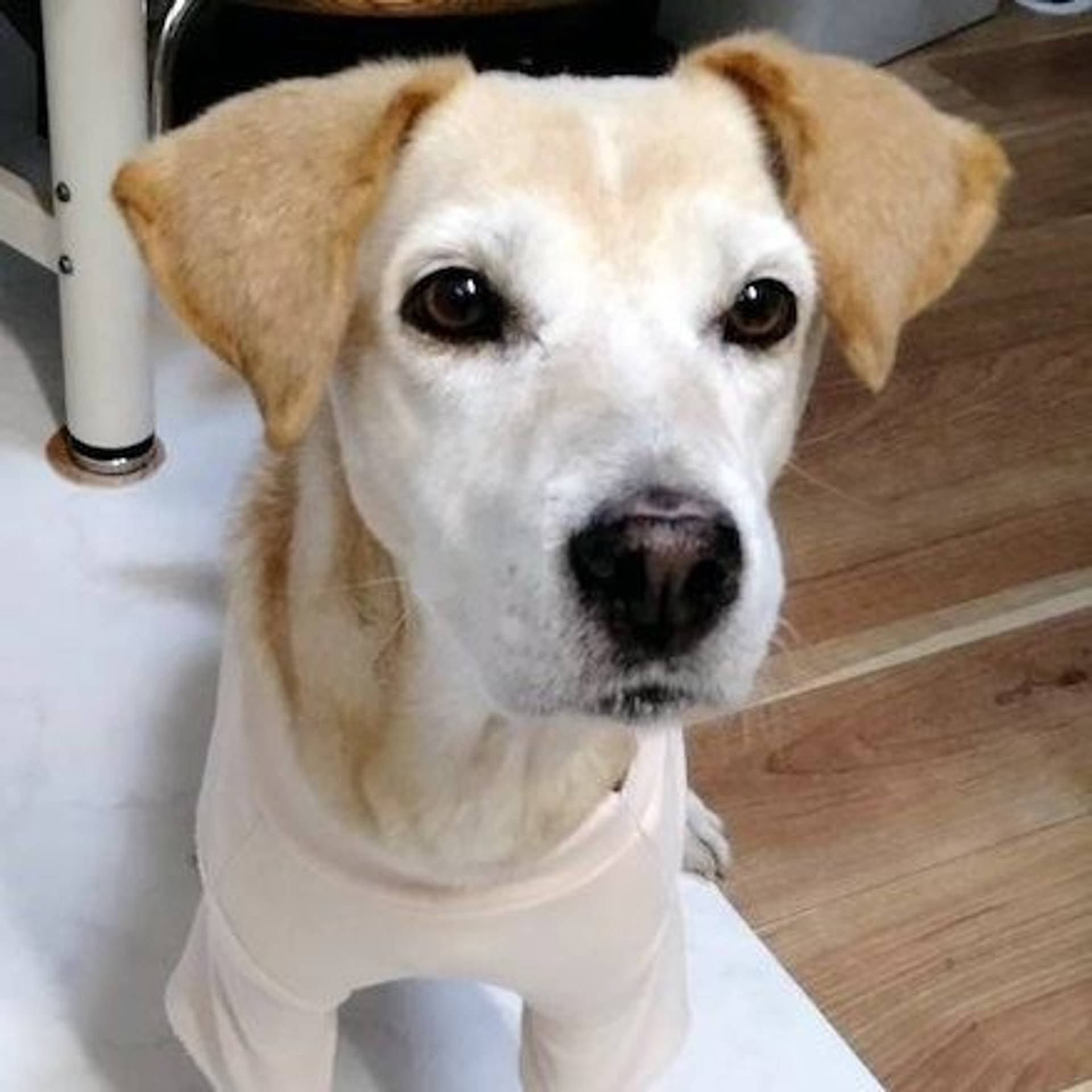 雑種（ミックス犬）・メスの里親募集の写真