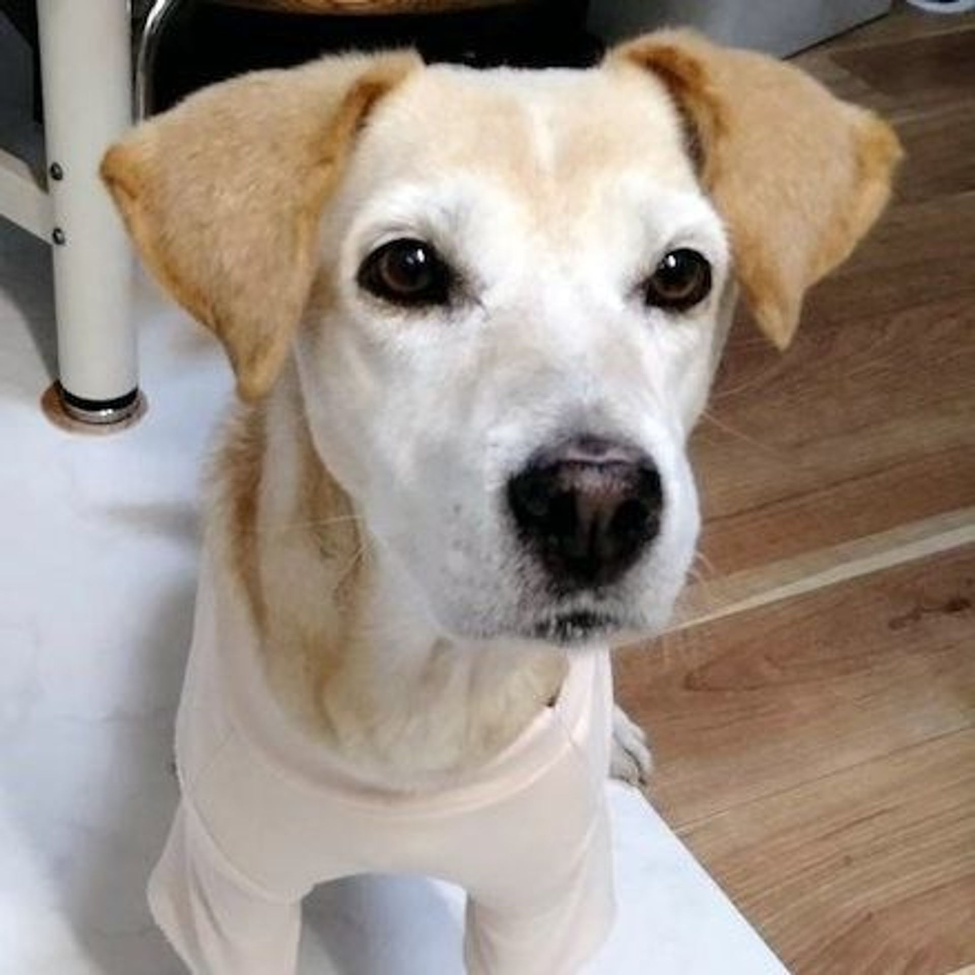 雑種（ミックス犬）・メスの里親募集の写真