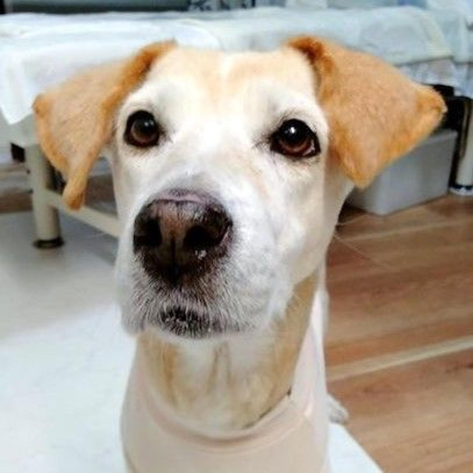 pet-image-2