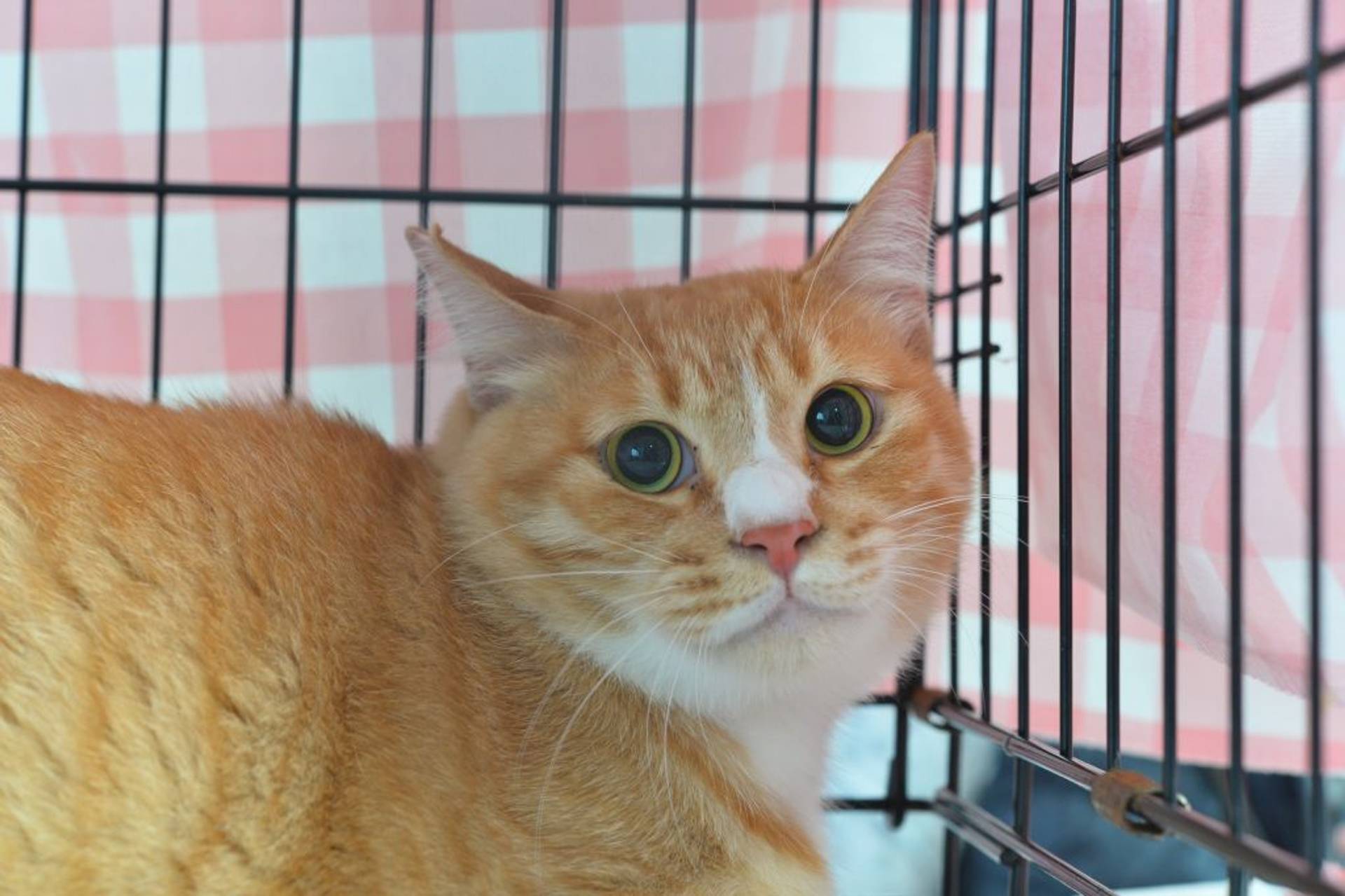 雑種（ミックス猫）・オスの里親募集の写真