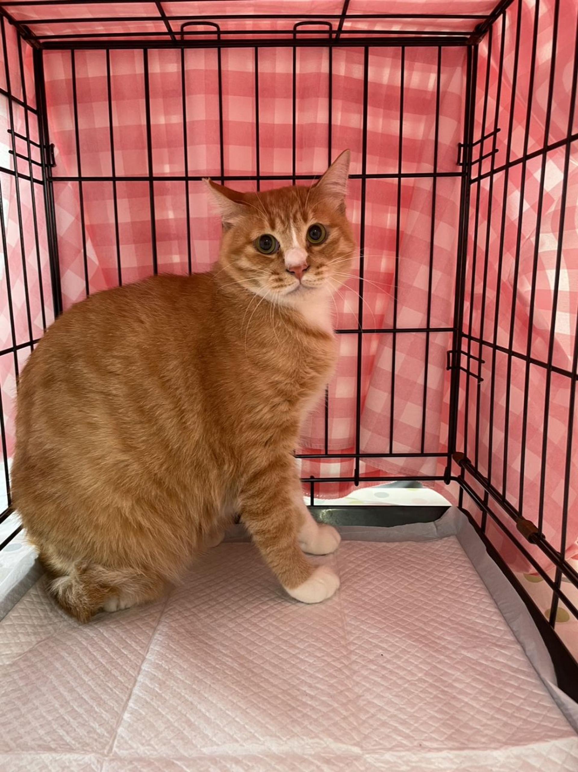 pet-image-3