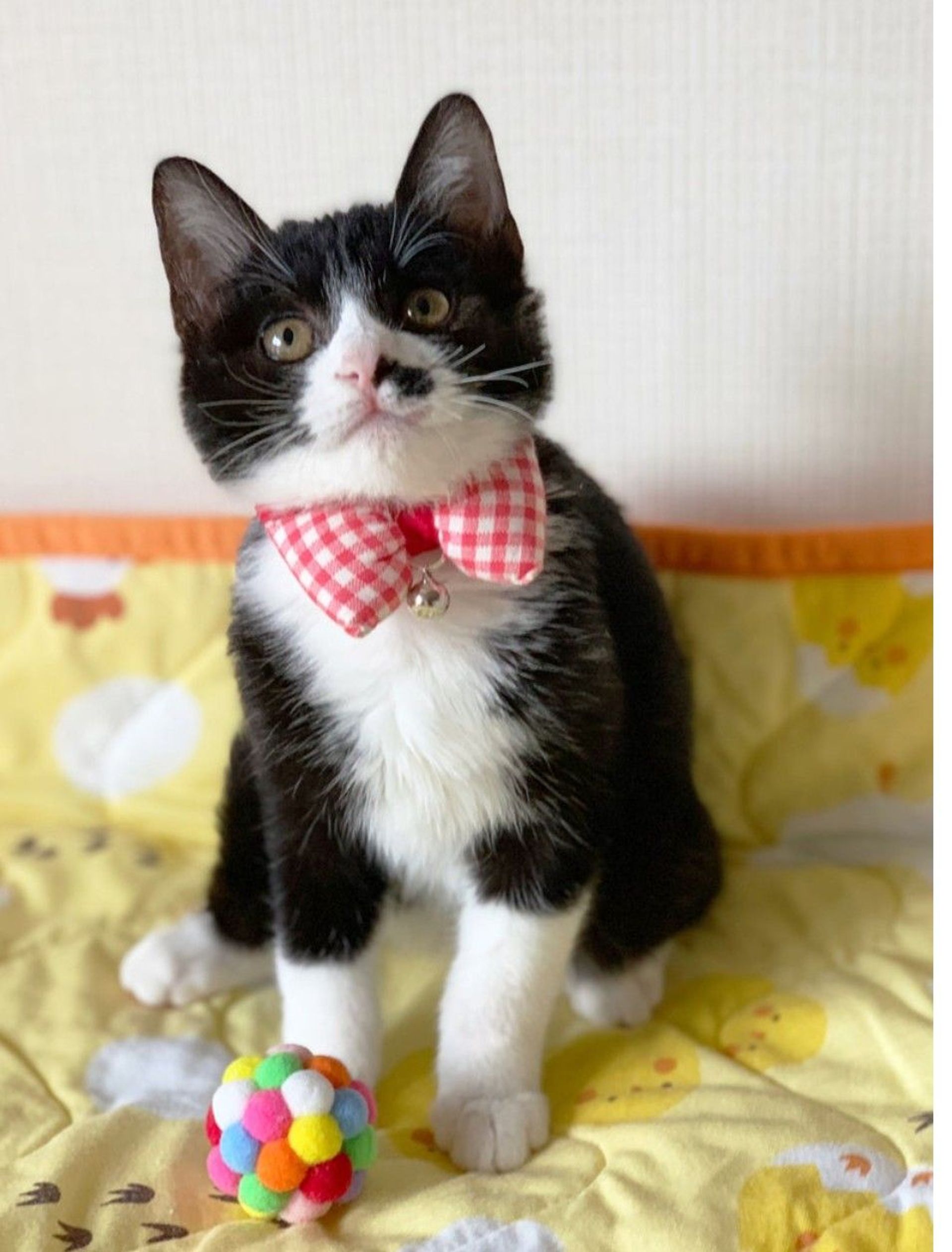 雑種（ミックス猫）・オスの里親募集の写真